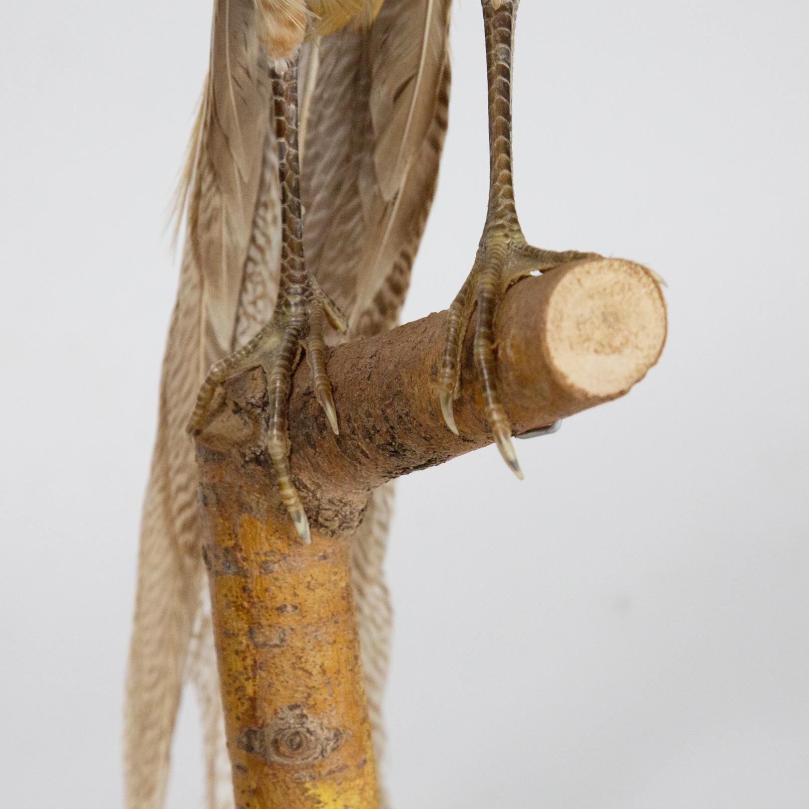 golden pheasant taxidermy