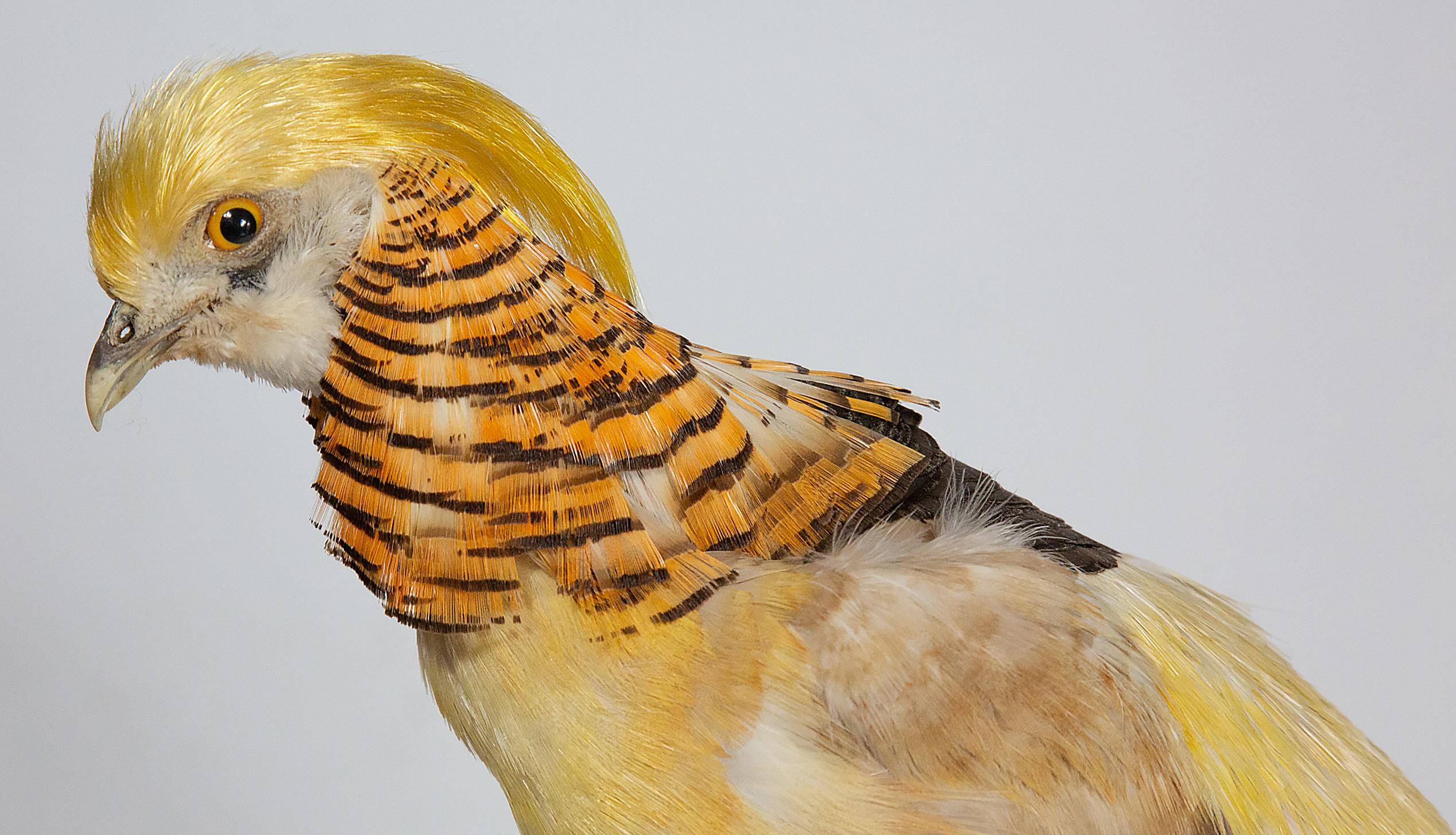 Wood Taxidermy Yellow Golden Pheasant
