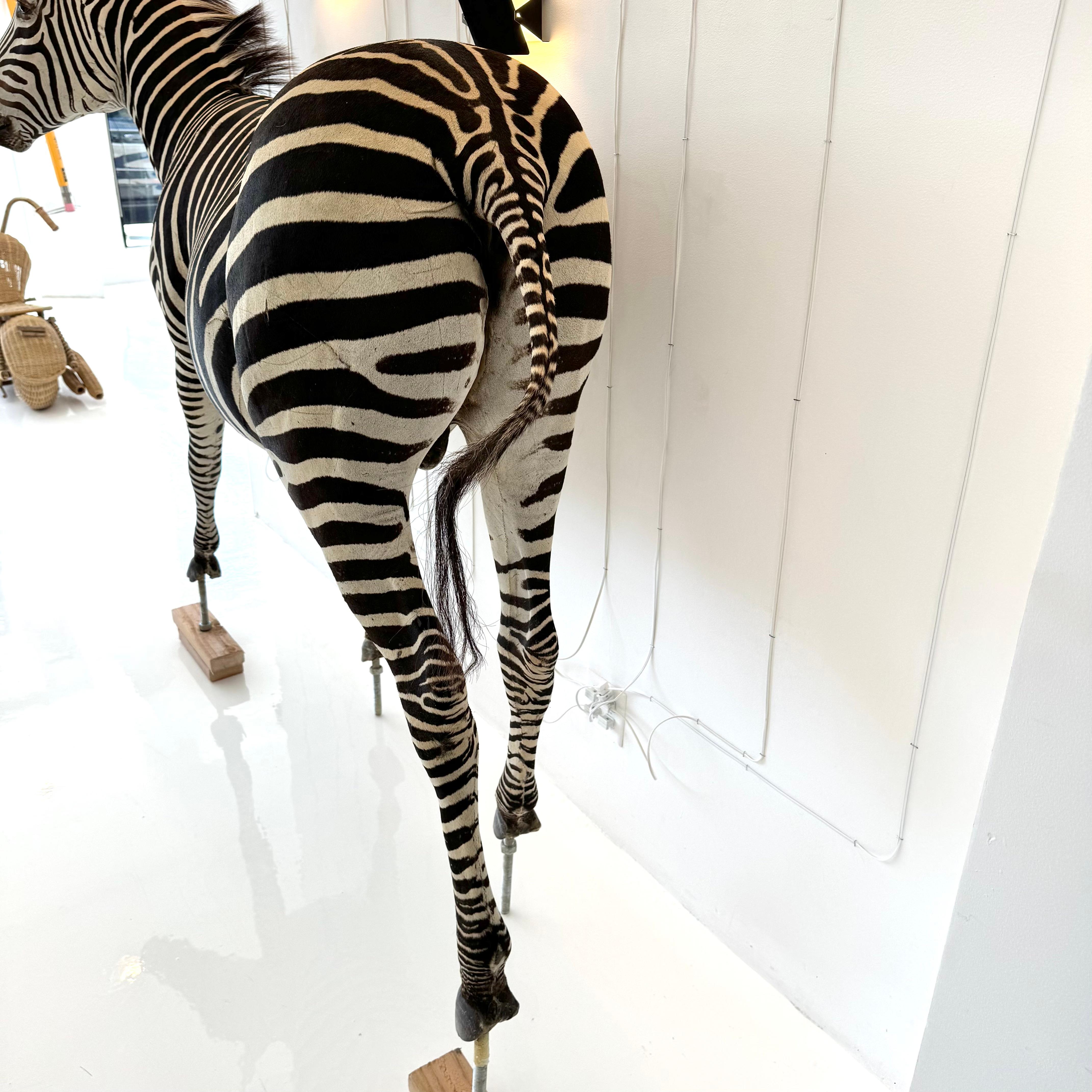 Taxidermy Zebra, 1960s For Sale 4