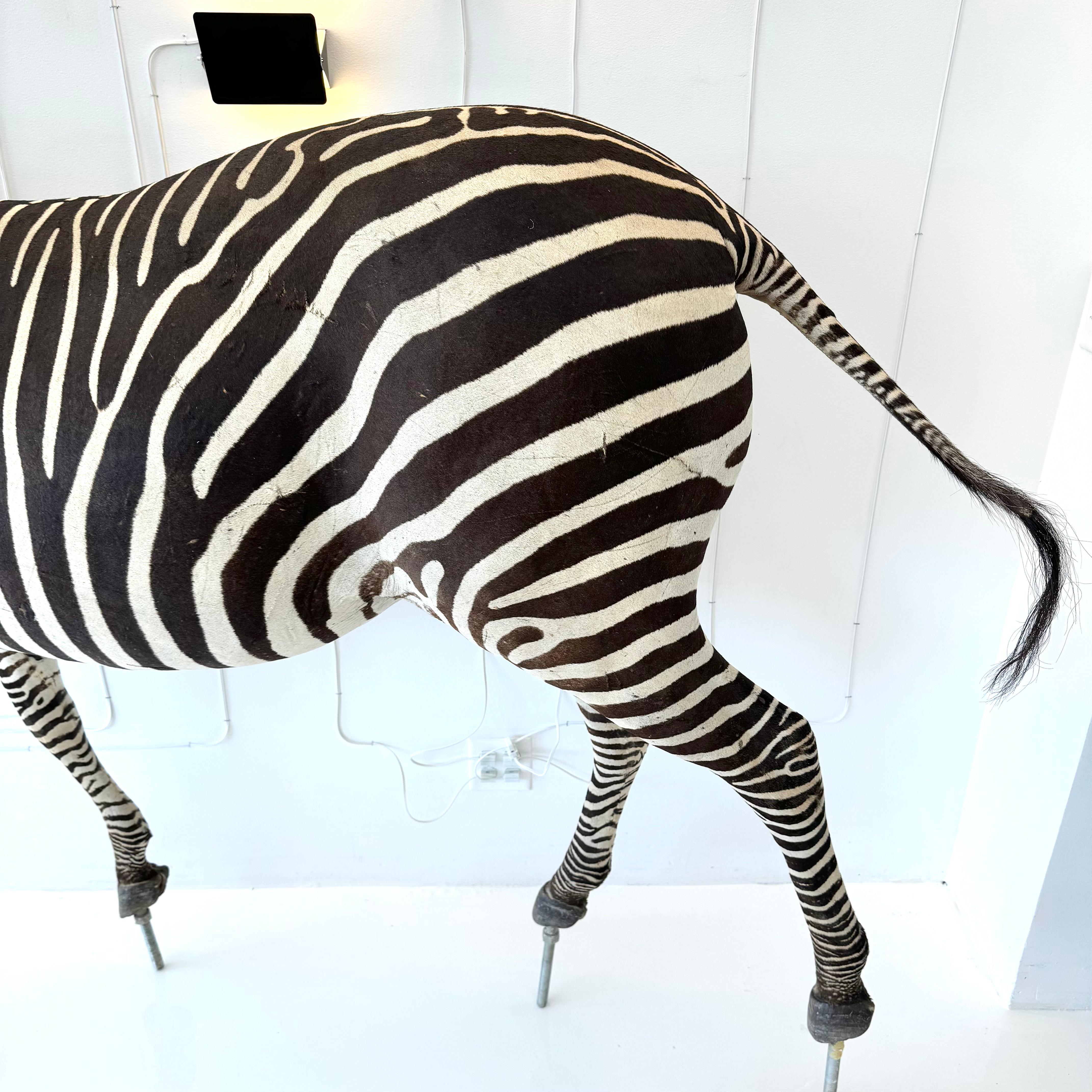 Taxidermy Zebra, 1960s For Sale 5