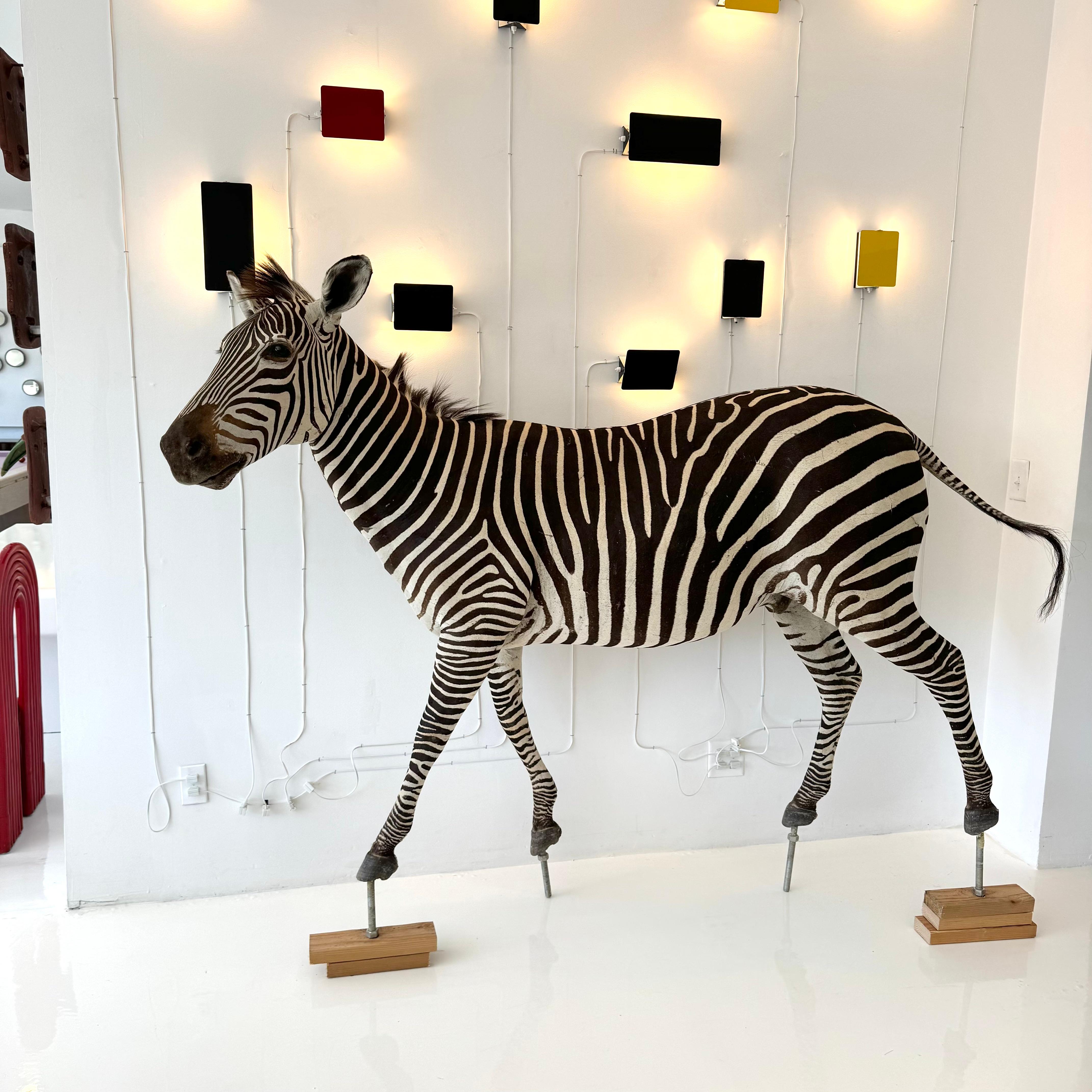 Taxidermy Zebra, 1960s For Sale 6