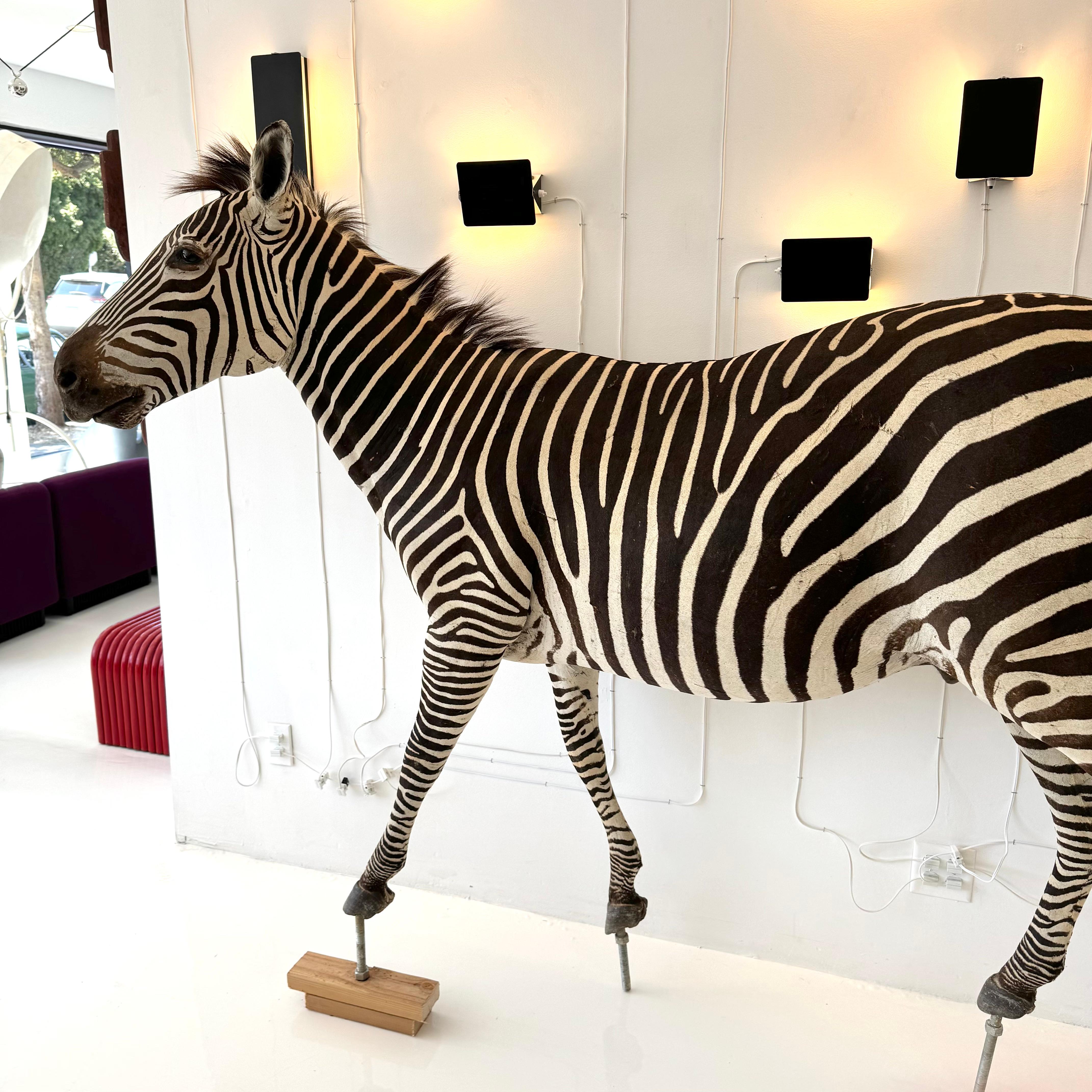 Taxidermy Zebra, 1960s For Sale 7