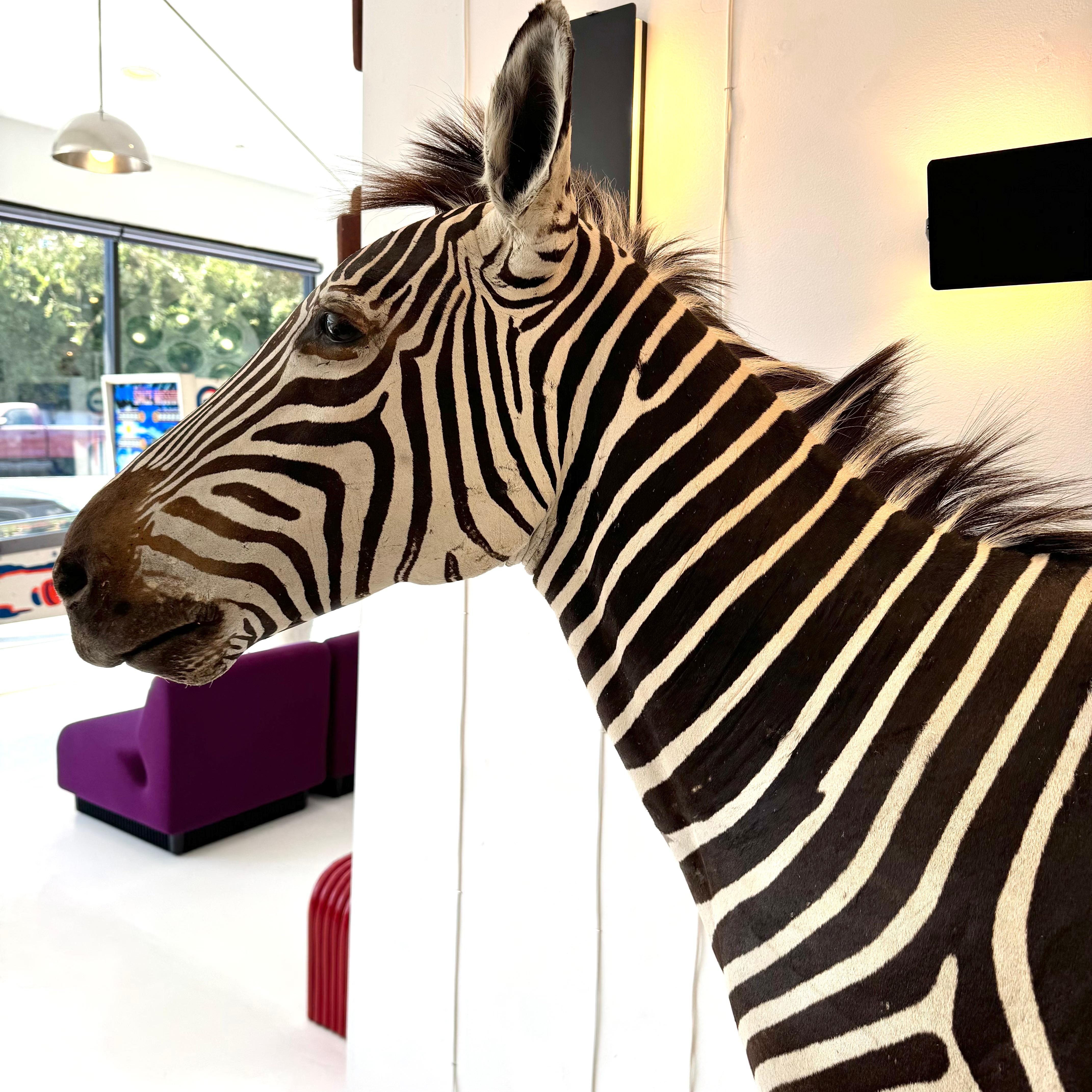 Taxidermy Zebra, 1960s For Sale 8
