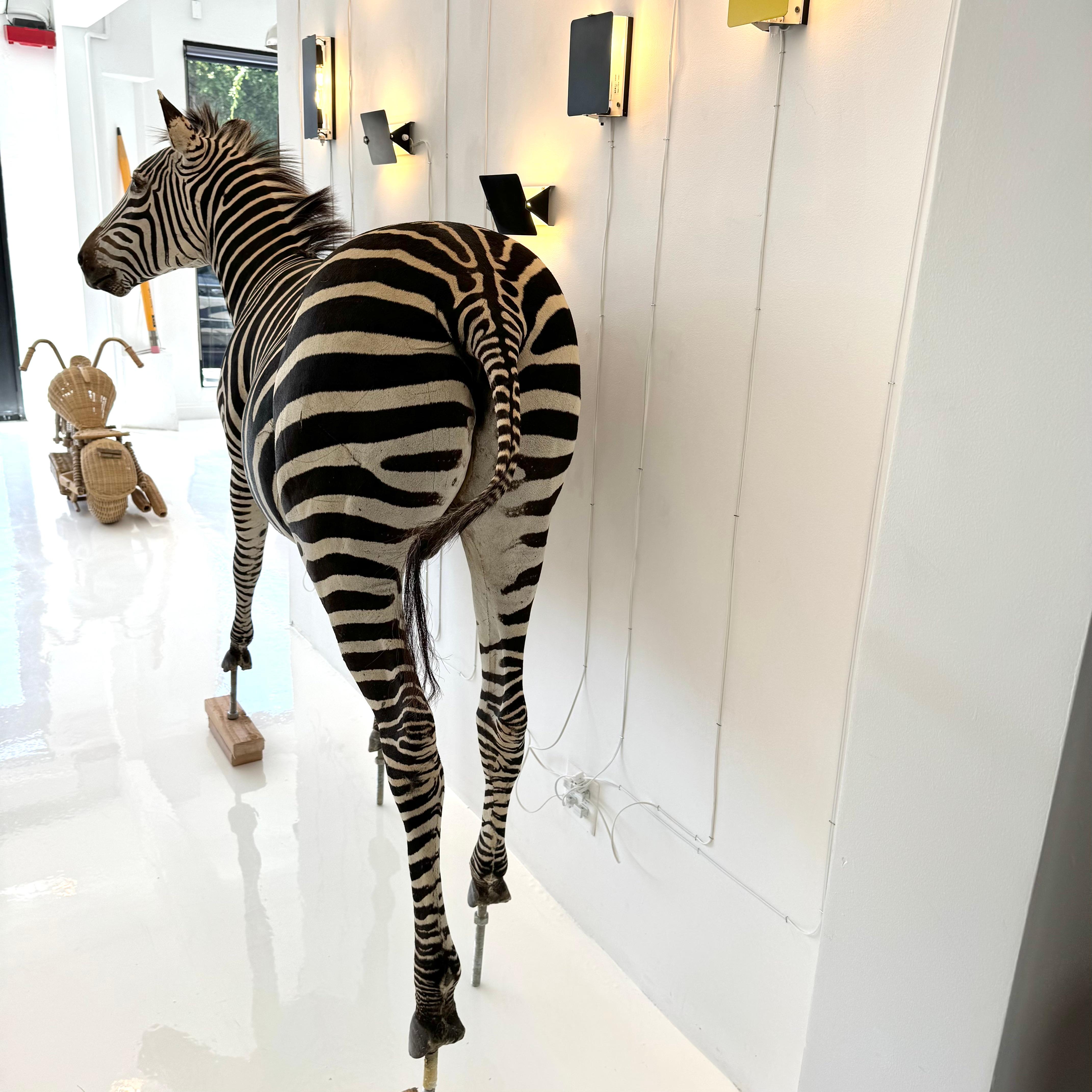 Taxidermy Zebra, 1960s For Sale 9