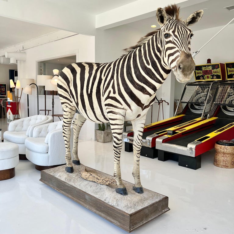 Taxidermy Zebra, 1960s at 1stDibs