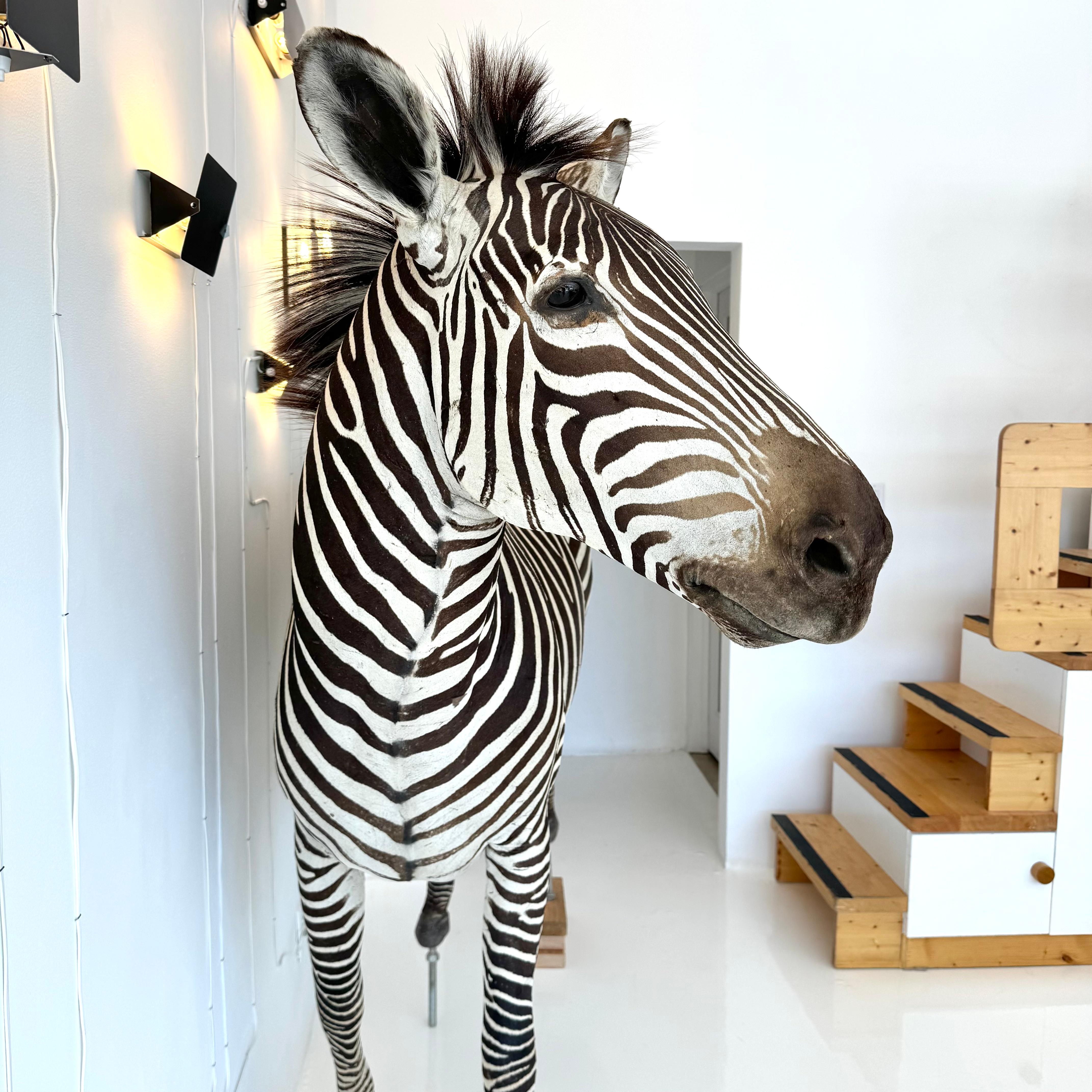 Magnificent full body taxidermy Zebra. Very little wear to hide. Expressive black and white stripes. Excellent condition from nose to tail. Gorgeous face and posture. Stands just under 6 feet in height and is an impressive 7 feet long. No stand.