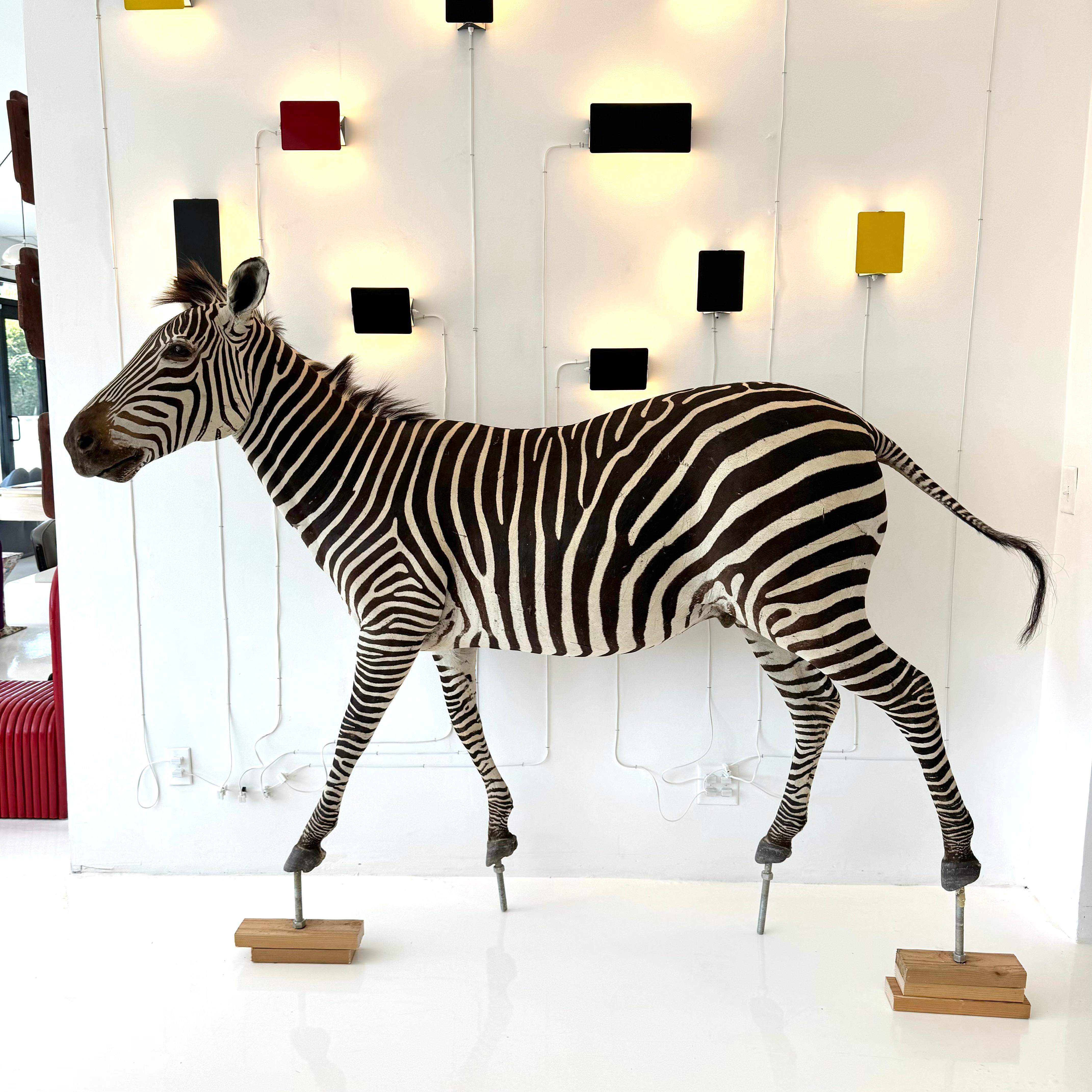 Taxidermy Zebra, 1960s In Good Condition For Sale In Los Angeles, CA