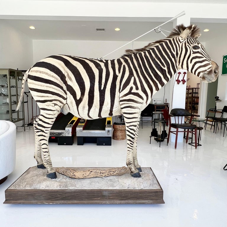 Taxidermy Zebra, 1960s at 1stDibs