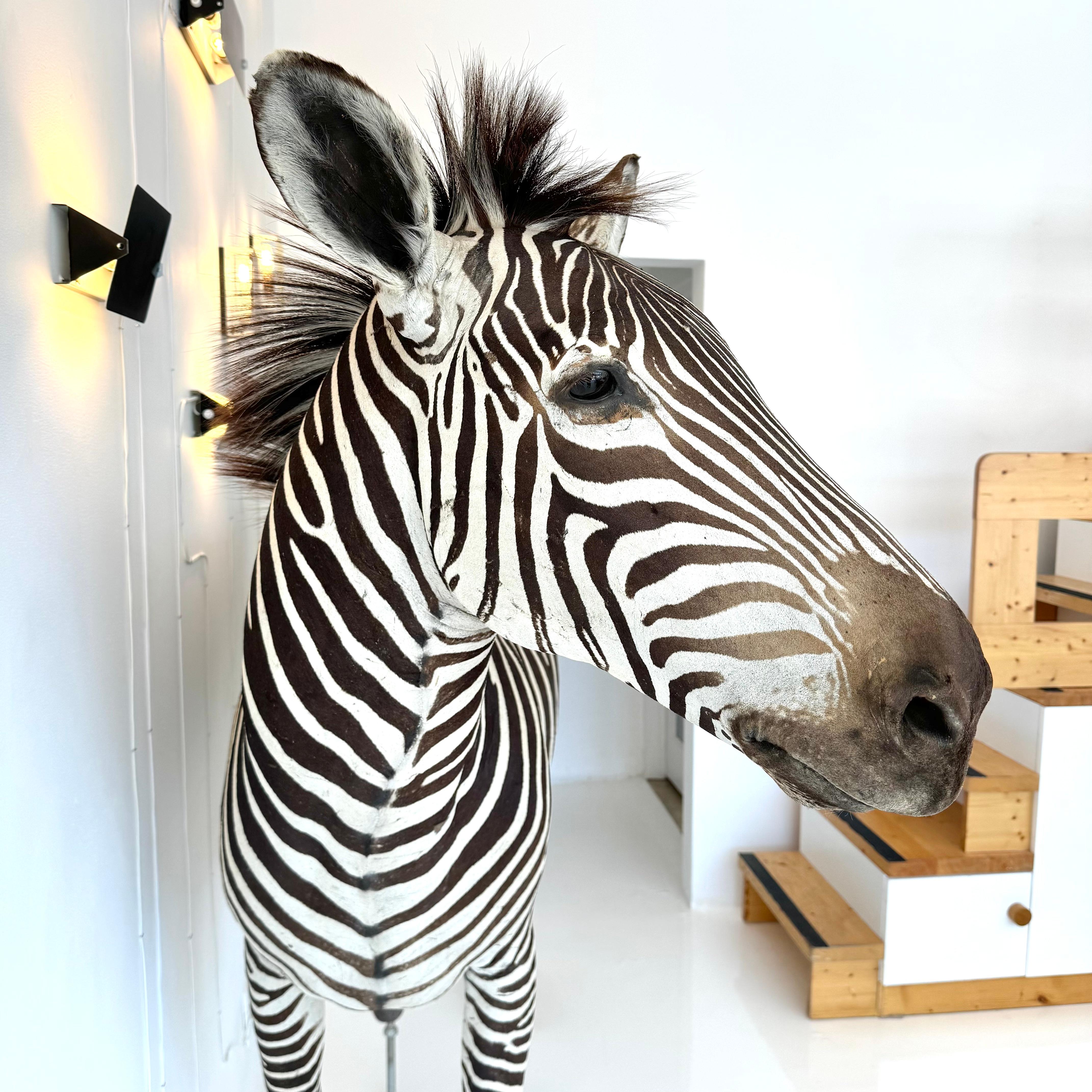 Mid-20th Century Taxidermy Zebra, 1960s For Sale