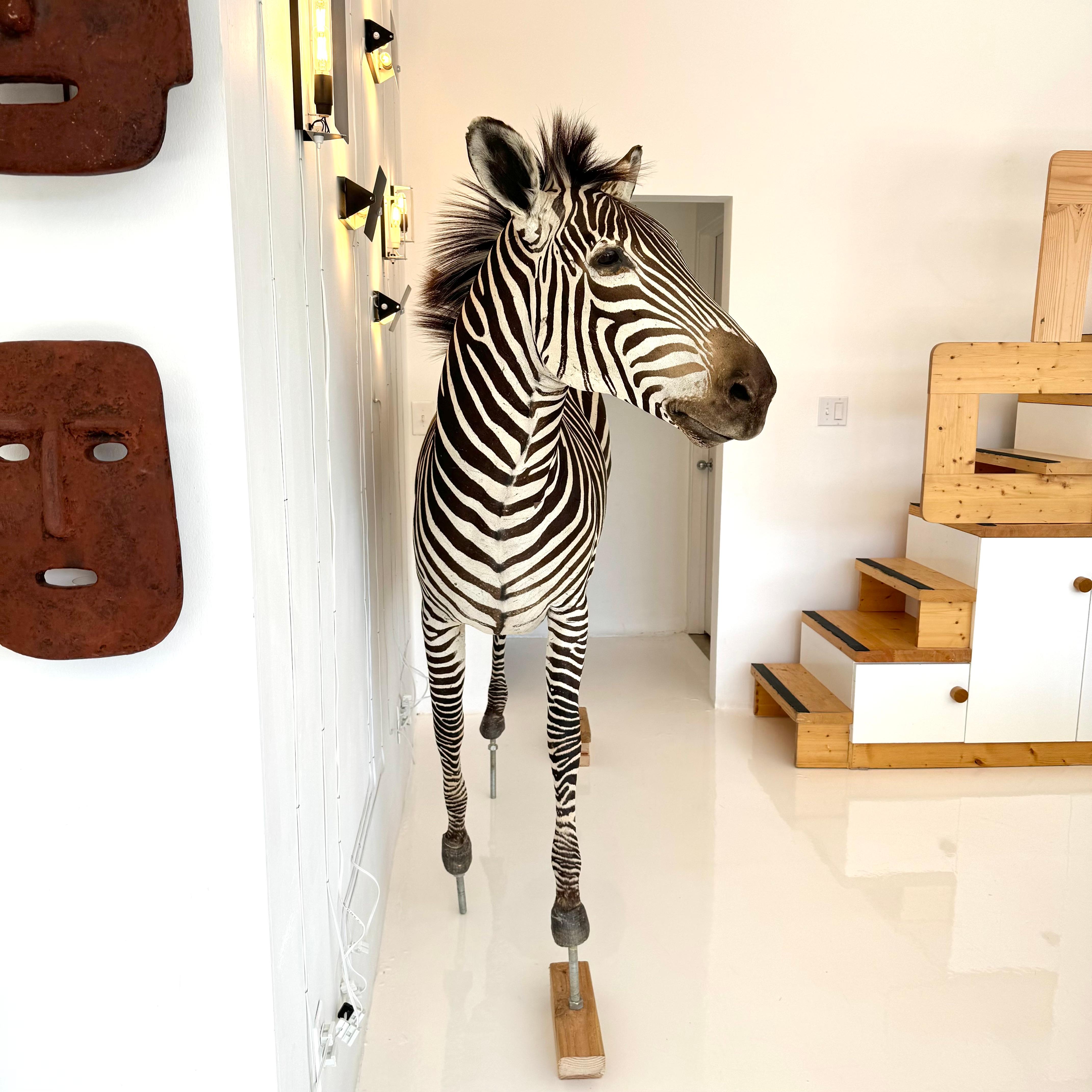 Fur Taxidermy Zebra, 1960s For Sale