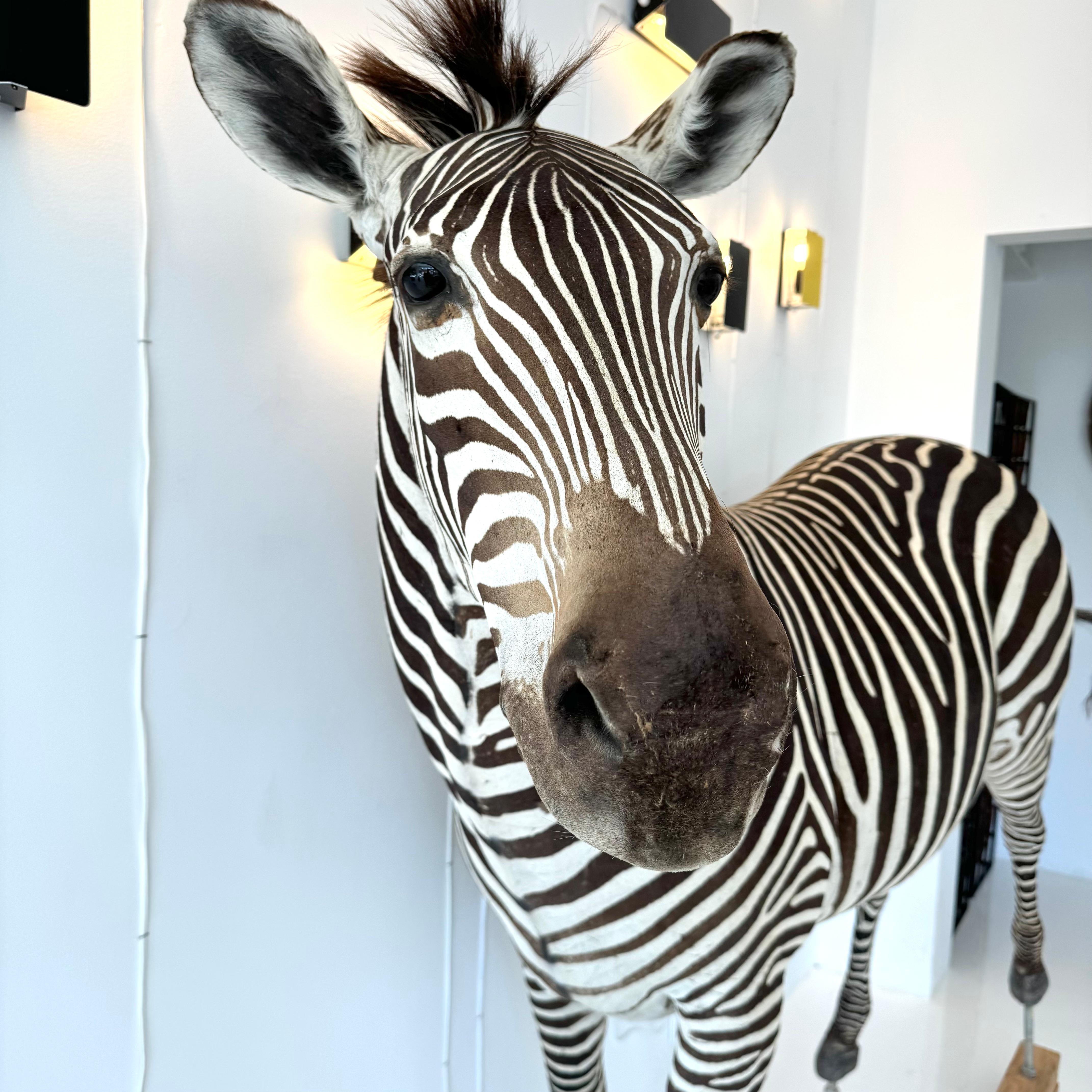 Taxidermy Zebra, 1960s For Sale 1