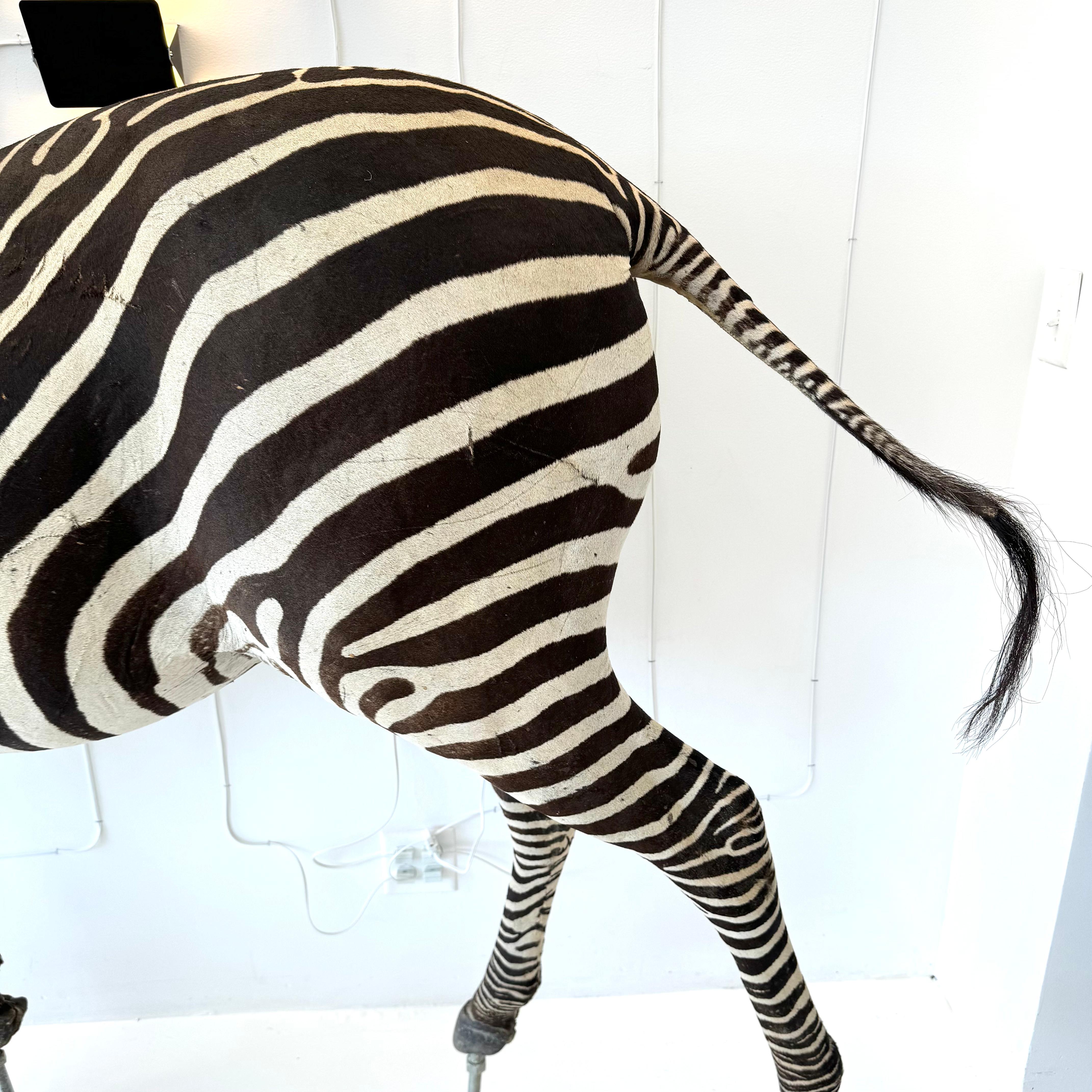 Taxidermy Zebra, 1960s For Sale 3