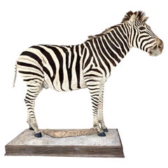 Taxidermie Zebra, annes 1960