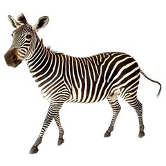 Vintage Taxidermy Zebra, 1960s