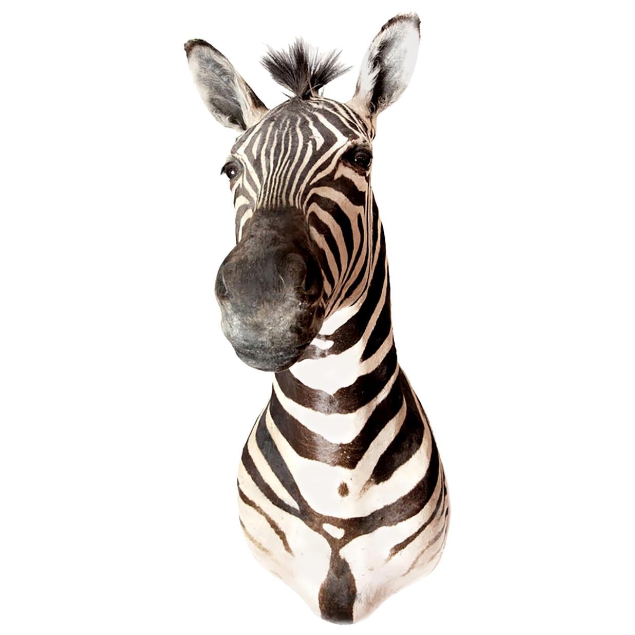 LargePremier Quality Taxidermy Burchell's Zebra Shoulder Mount, South Africa