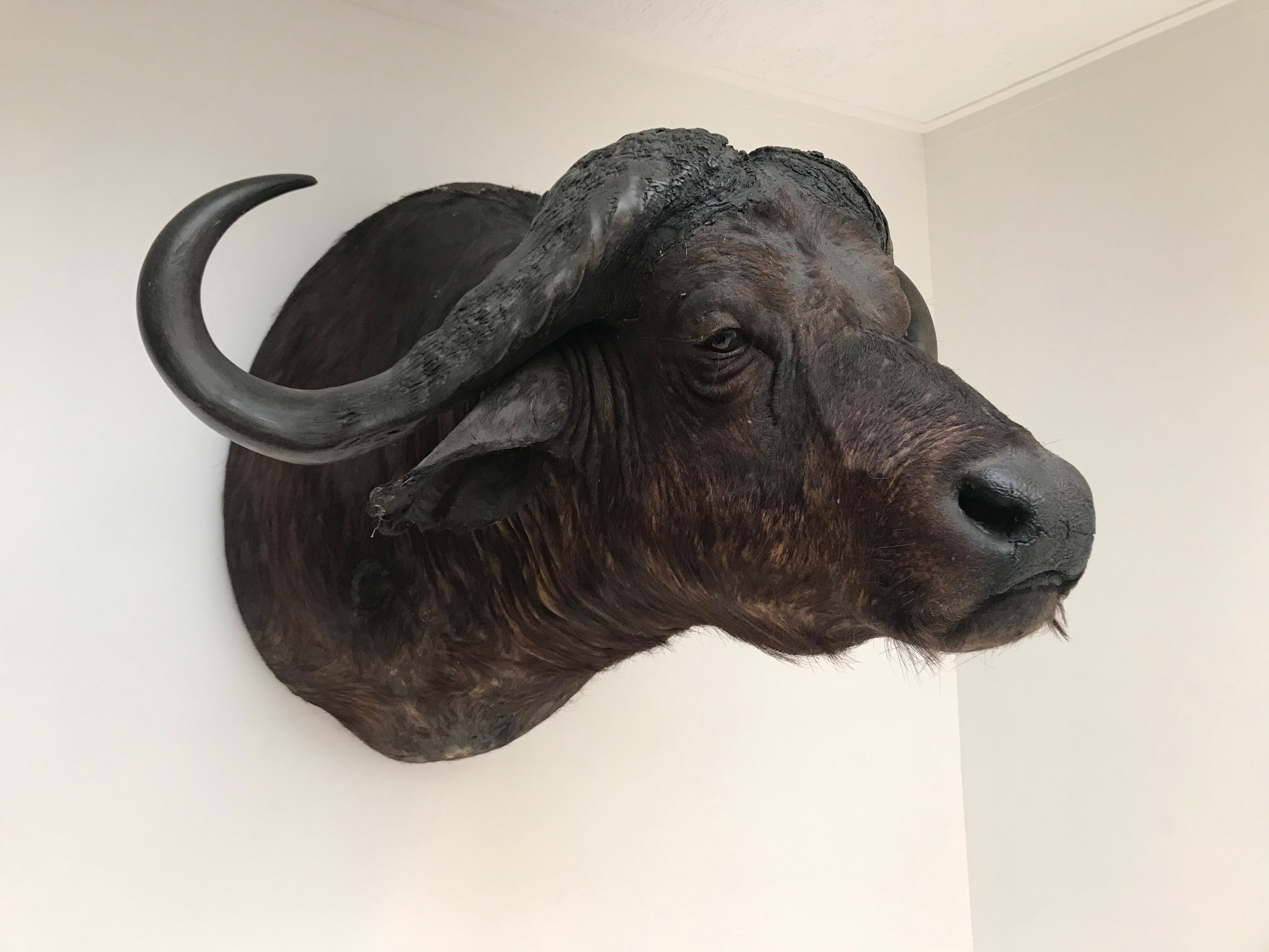 Cabeza excepcionalmente grande de un búfalo de agua, africano
Impresionante taxidermia de caza mayor
Bien preparado y de dimensiones gigantescas.