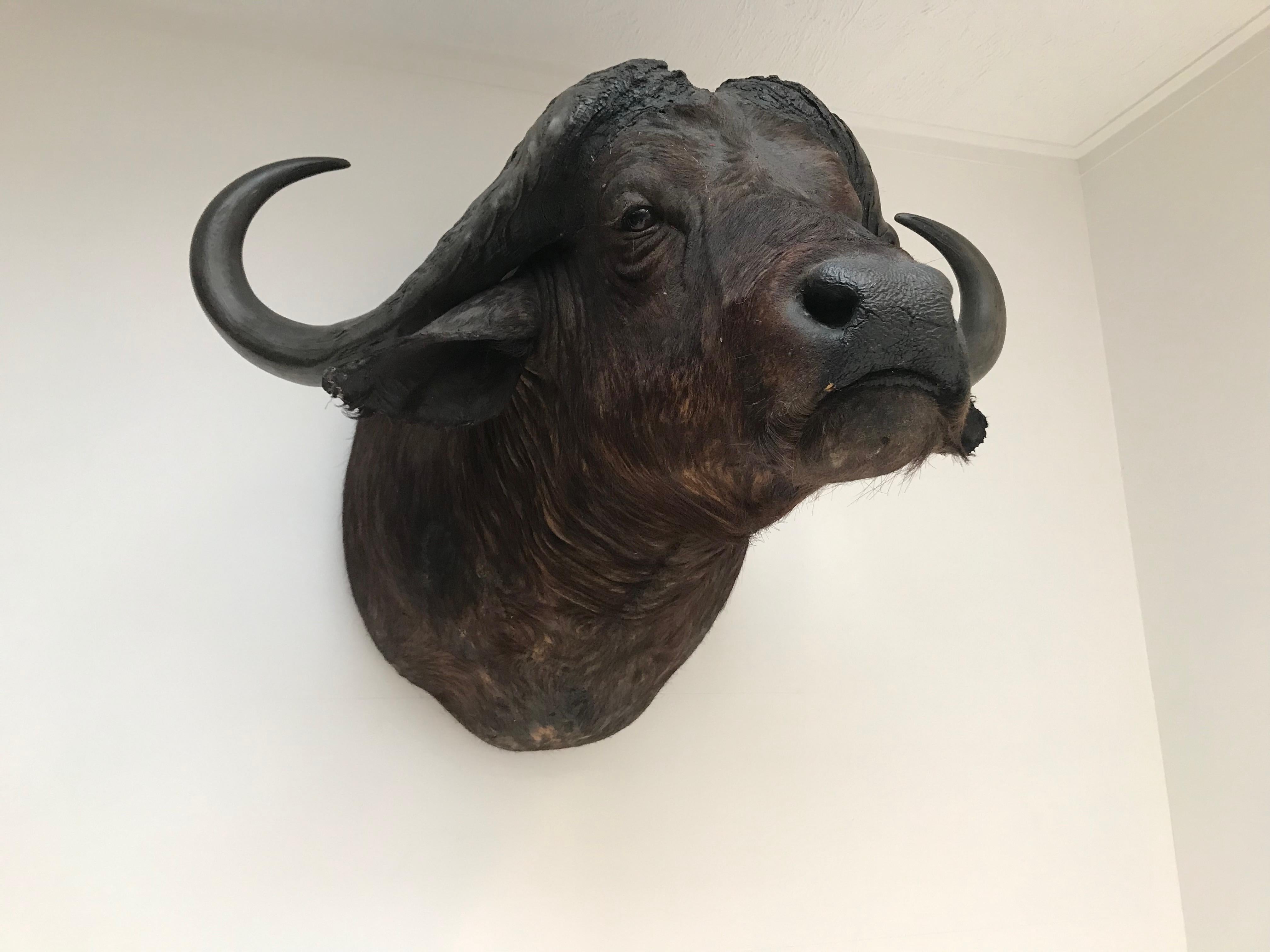 african taxidermy for sale