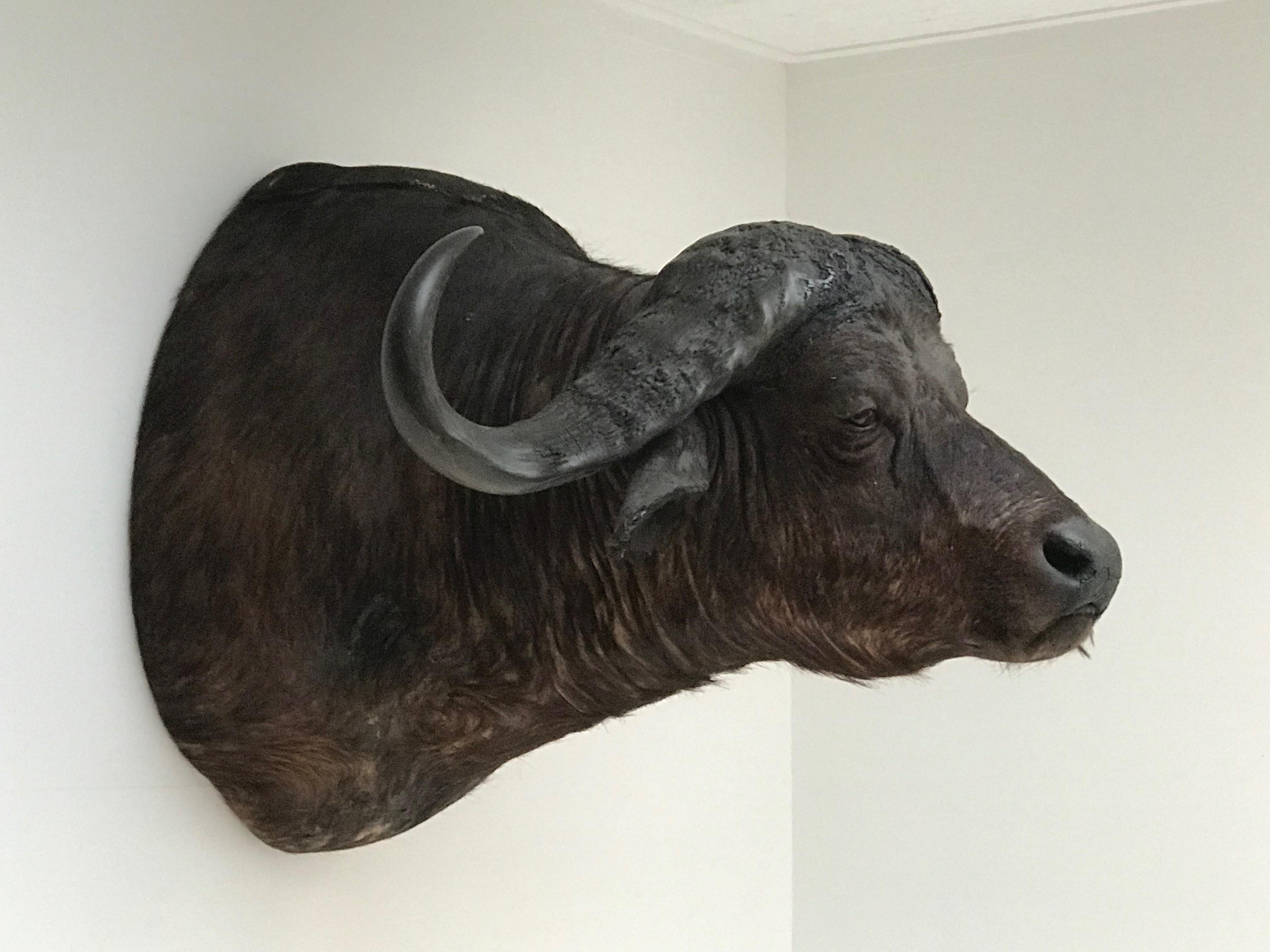 Rare Vintage African Taxidermy, Water buffalo - mounted.  In Good Condition For Sale In Schellebelle, BE