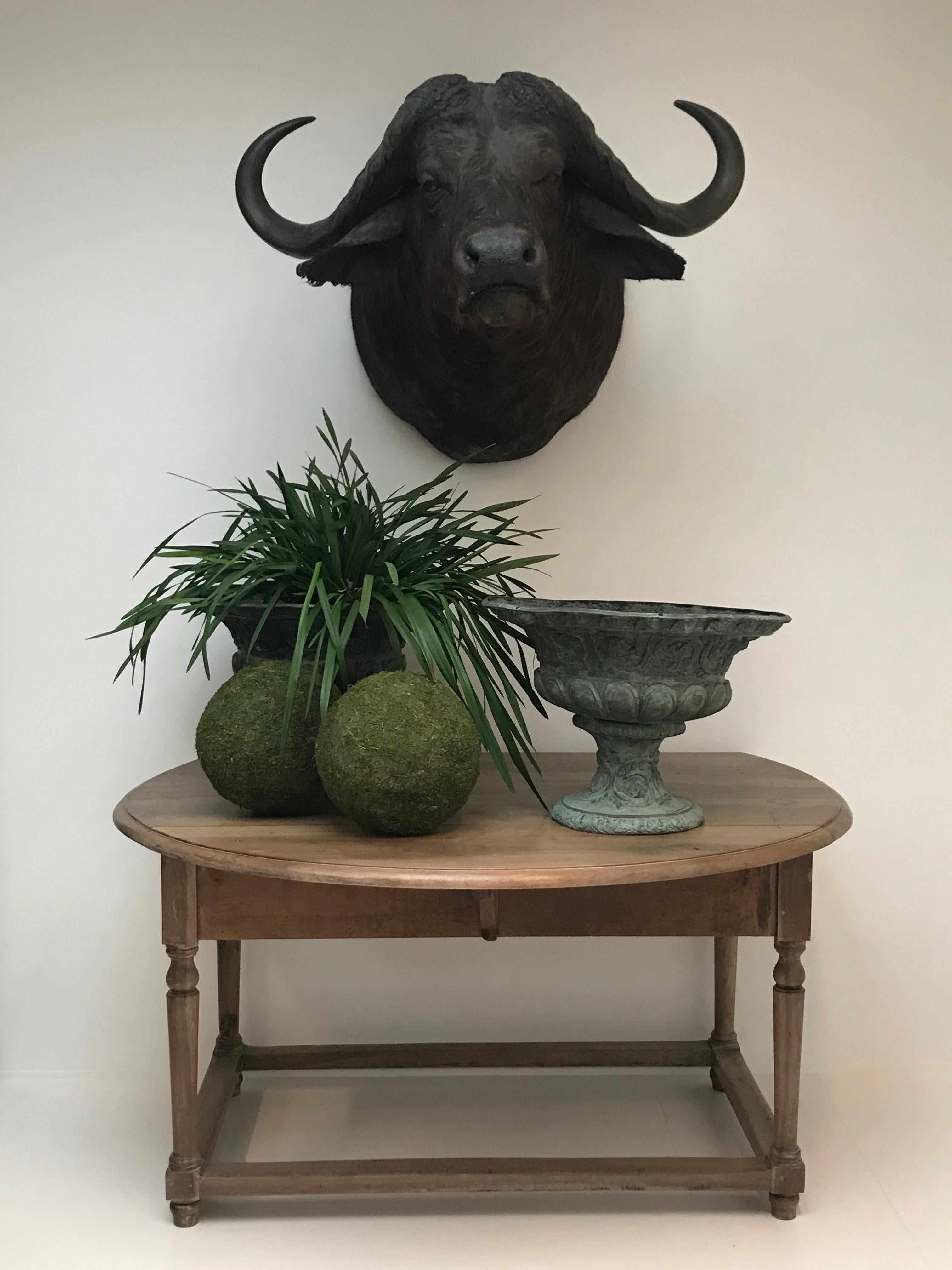 Mid-20th Century Rare Vintage African Taxidermy, Water buffalo - mounted.  For Sale