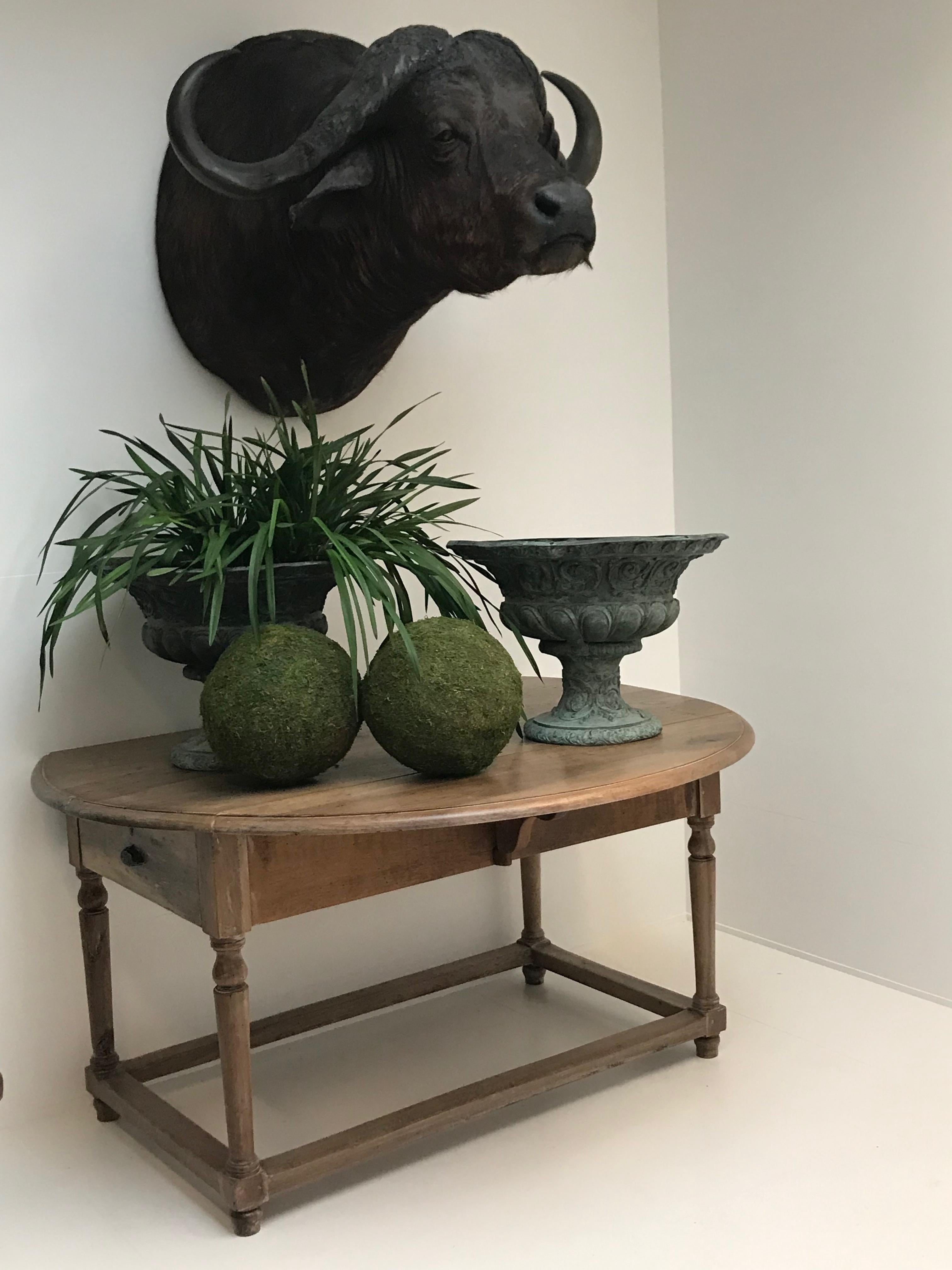Rara Taxidermia Africana Vintage, Búfalo de agua - montado. en venta 1
