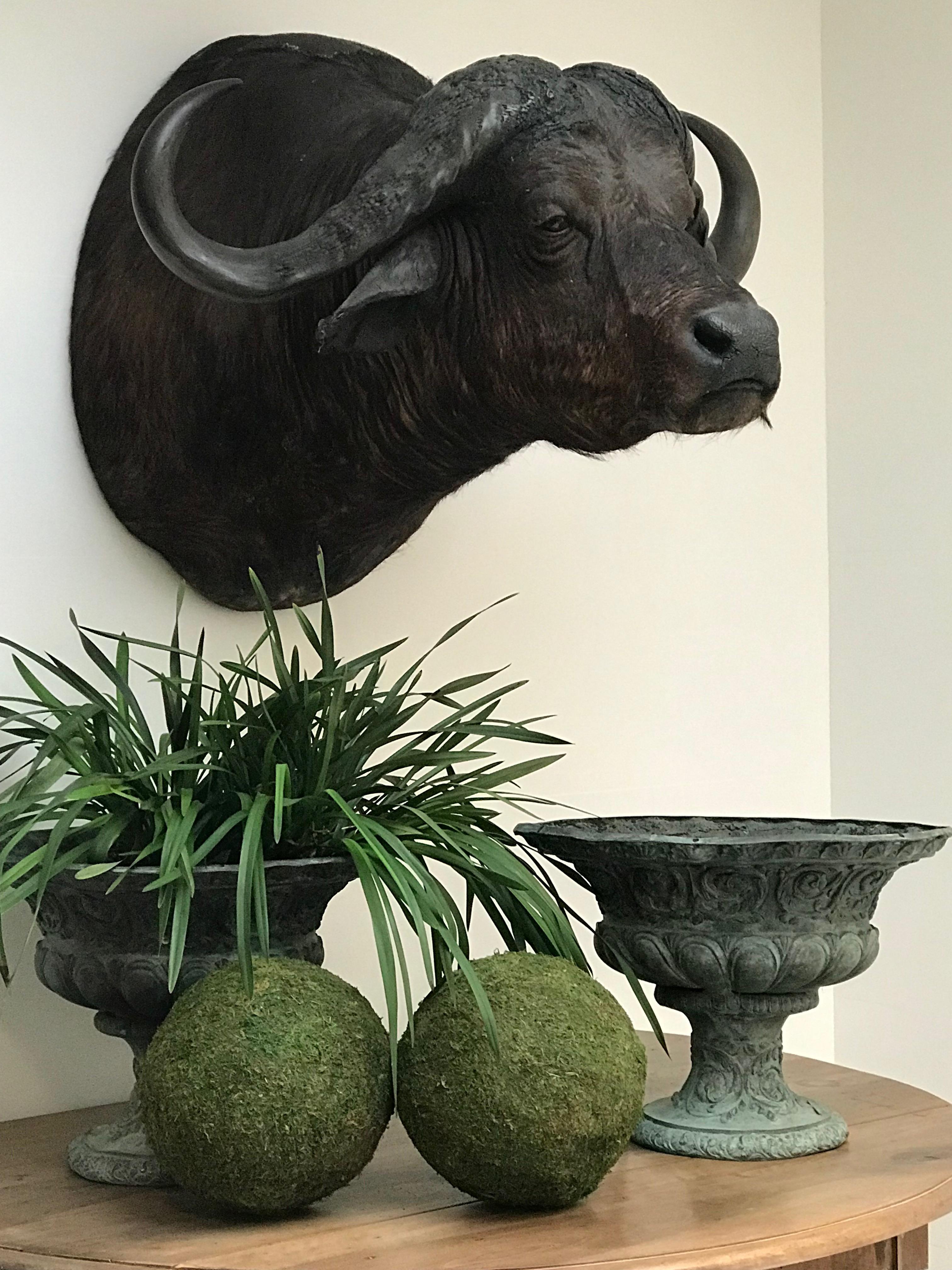 Rare Vintage African Taxidermy, Water buffalo - mounted.  For Sale 1