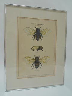 T.B Beamont Lithograph