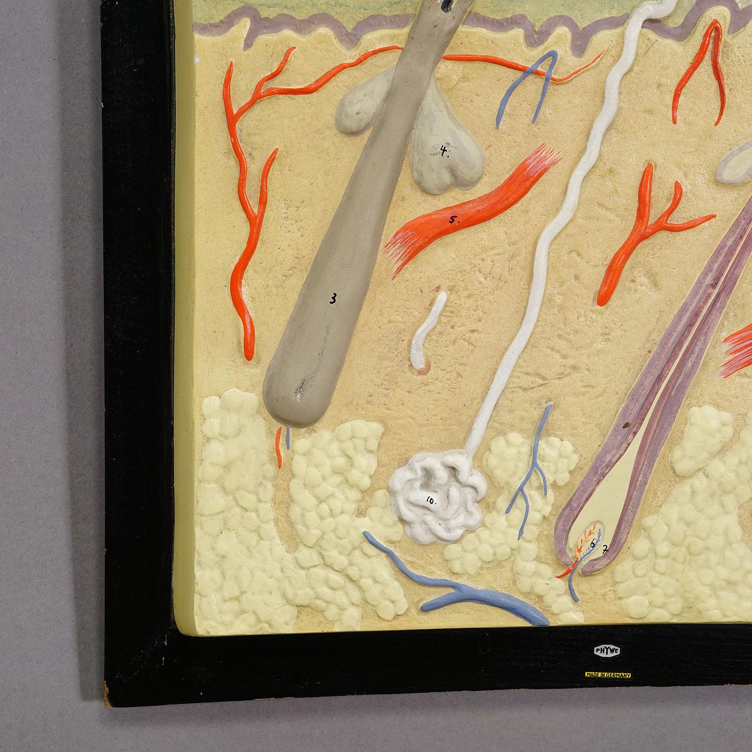 Teaching Aid Showpiece - Structure of the Human Skin, Plaster on Wood 1930s

An antique hand-painted anatomical model depicting the structure of human skin with hair roots. The model is made of plaster on a wooden panel. Made by PHYWE, Germany ca.