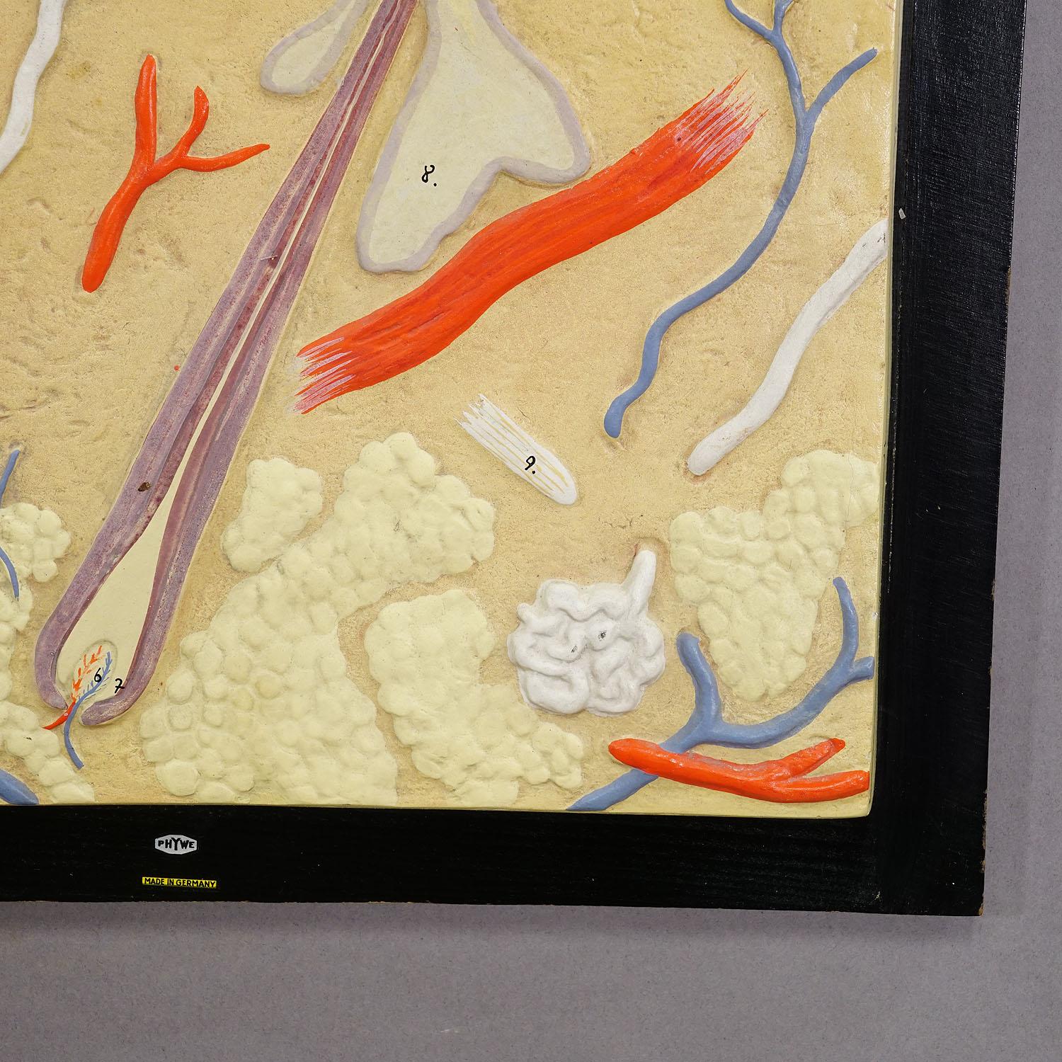 Country Teaching Aid Showpiece - Structure of the Human Skin, Plaster on Wood 1930s For Sale