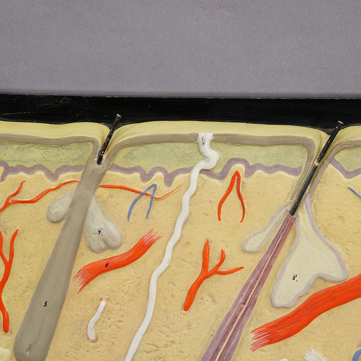 German Teaching Aid Showpiece - Structure of the Human Skin, Plaster on Wood 1930s For Sale