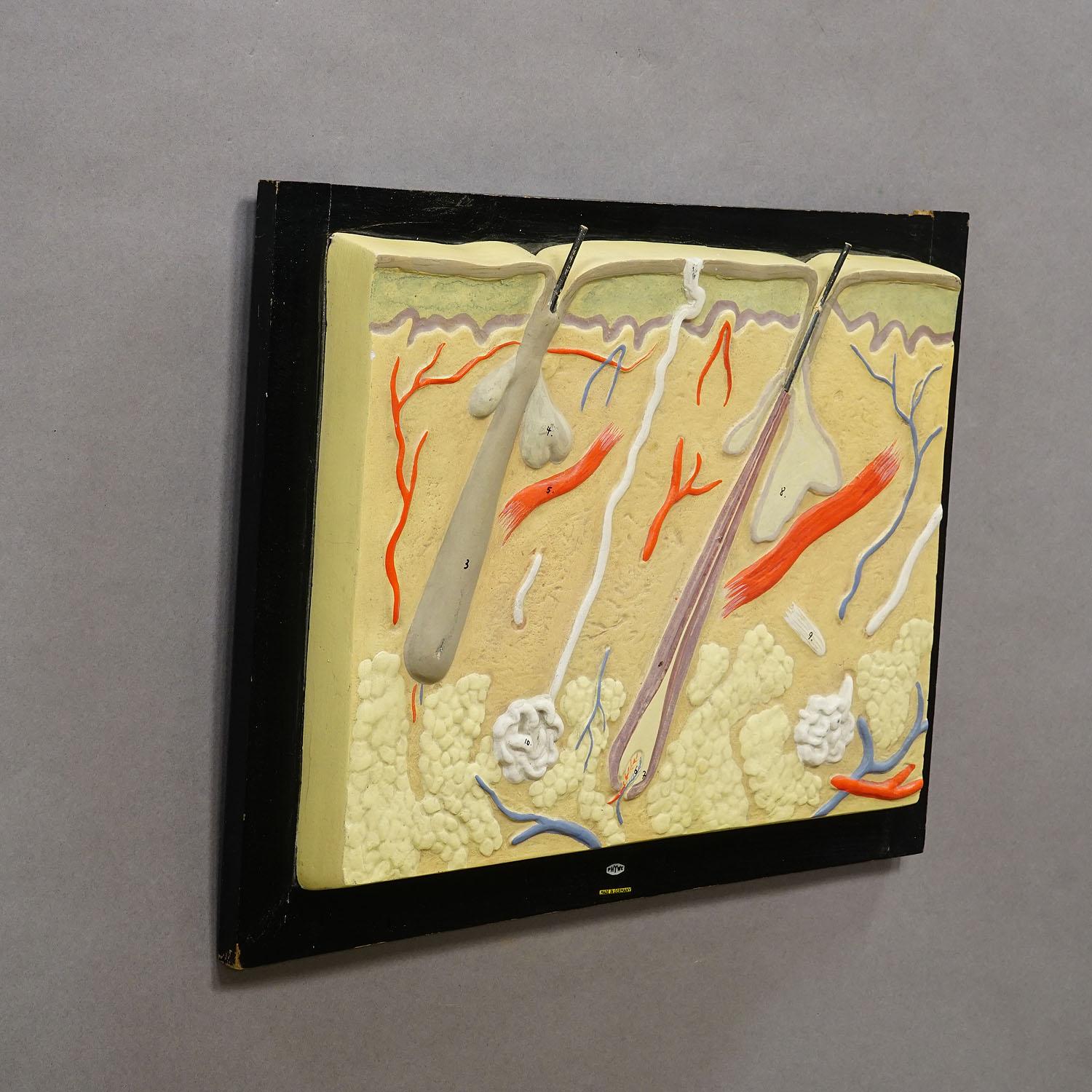 Teaching Aid Showpiece - Structure of the Human Skin, Plaster on Wood 1930s In Good Condition For Sale In Berghuelen, DE