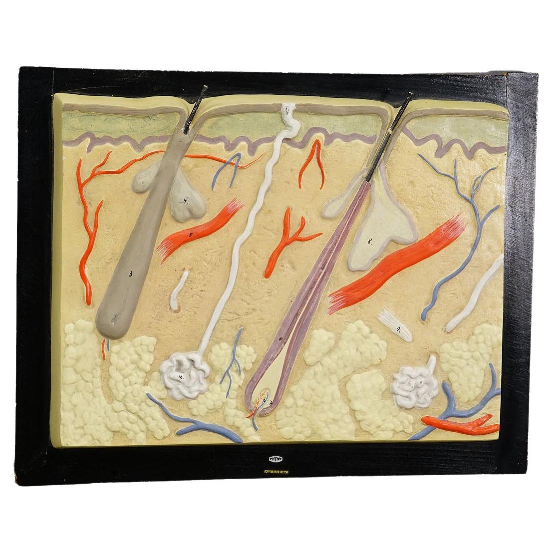 Teaching Aid Showpiece - Structure of the Human Skin, Plaster on Wood 1930s For Sale