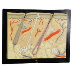 Teaching Aid Showpiece - Structure of the Human Skin, Plaster on Wood 1930s