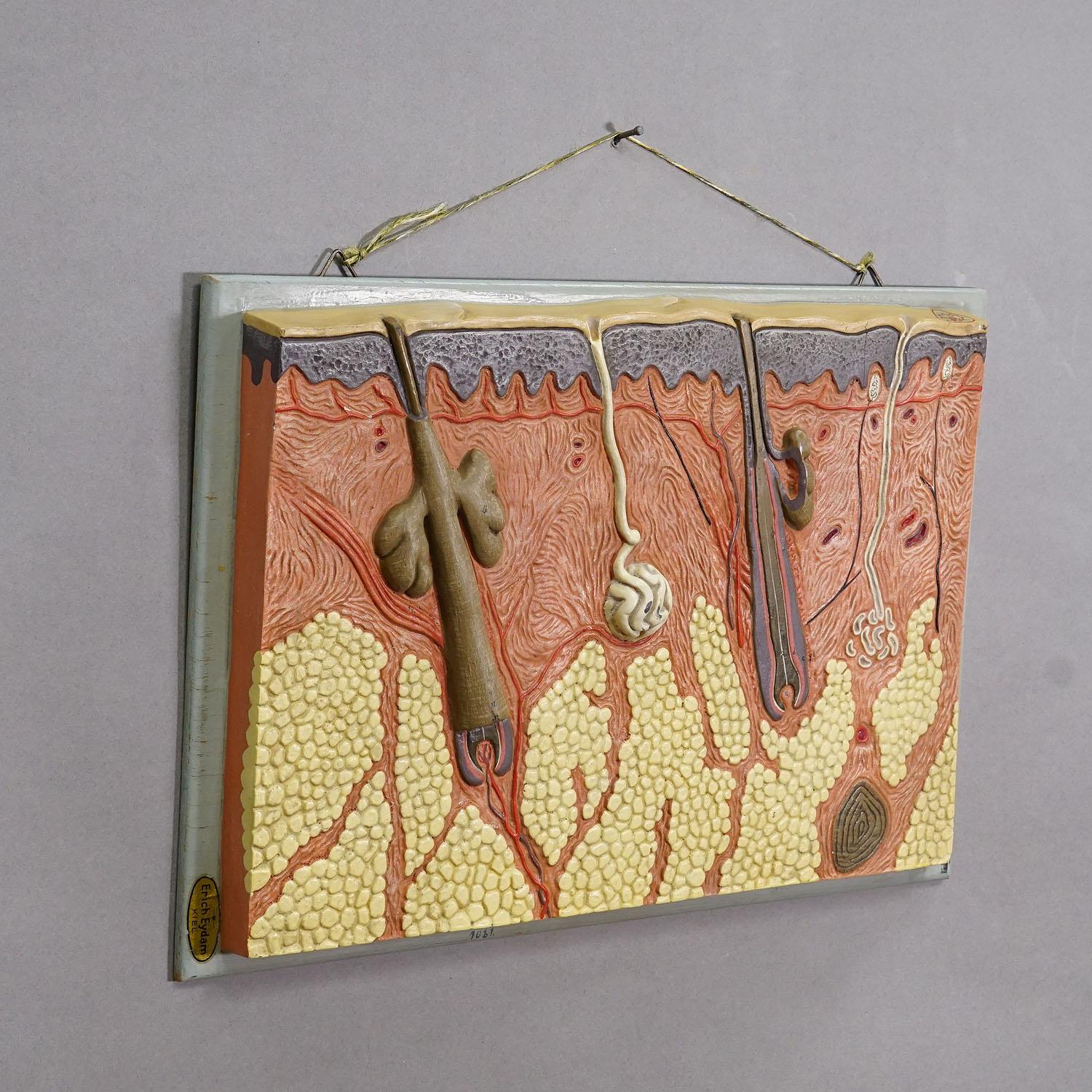 Teaching Aid Showpiece - Structure of the Human Skin, Resin on Wood 1950s

A vintage hand-painted anatomical model depicting the structure of human skin with hair roots. The model is made of resin on a wooden panel. Made by Erich Eydam , Germany ca.