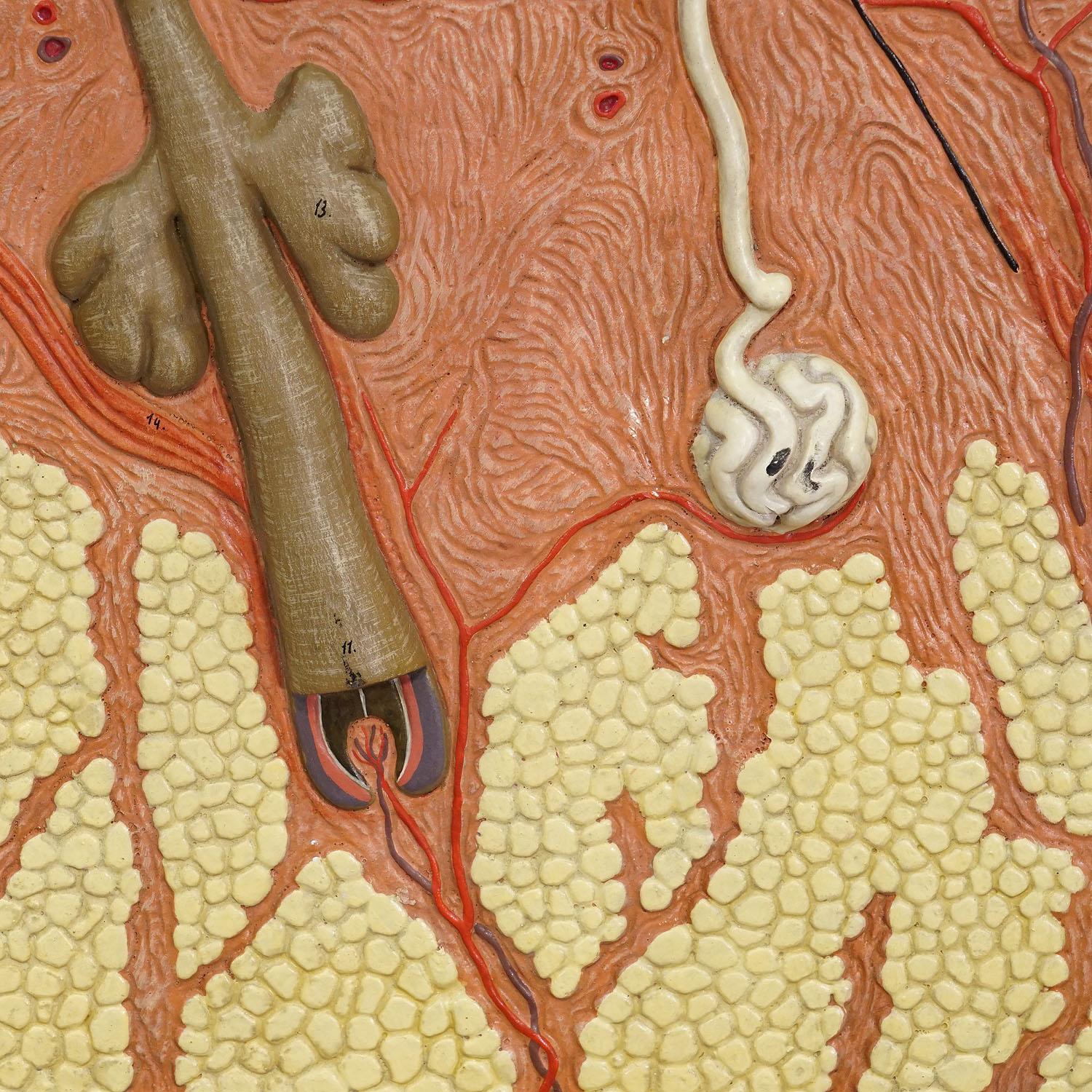 Mid-Century Modern Teaching Aid Showpiece - Structure of the Human Skin, Resin on Wood 1950s For Sale