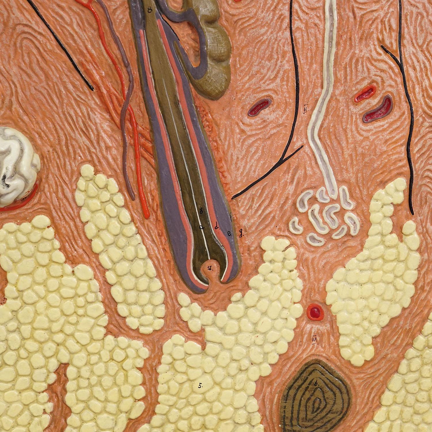 German Teaching Aid Showpiece - Structure of the Human Skin, Resin on Wood 1950s For Sale