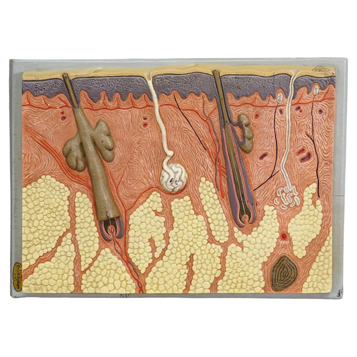 Teaching Aid Showpiece - Structure of the Human Skin, Resin on Wood 1950s For Sale