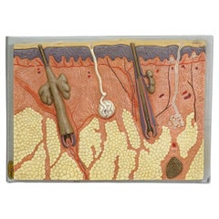 Teaching Aid Showpiece - Structure of the Human Skin, Resin on Wood 1950s