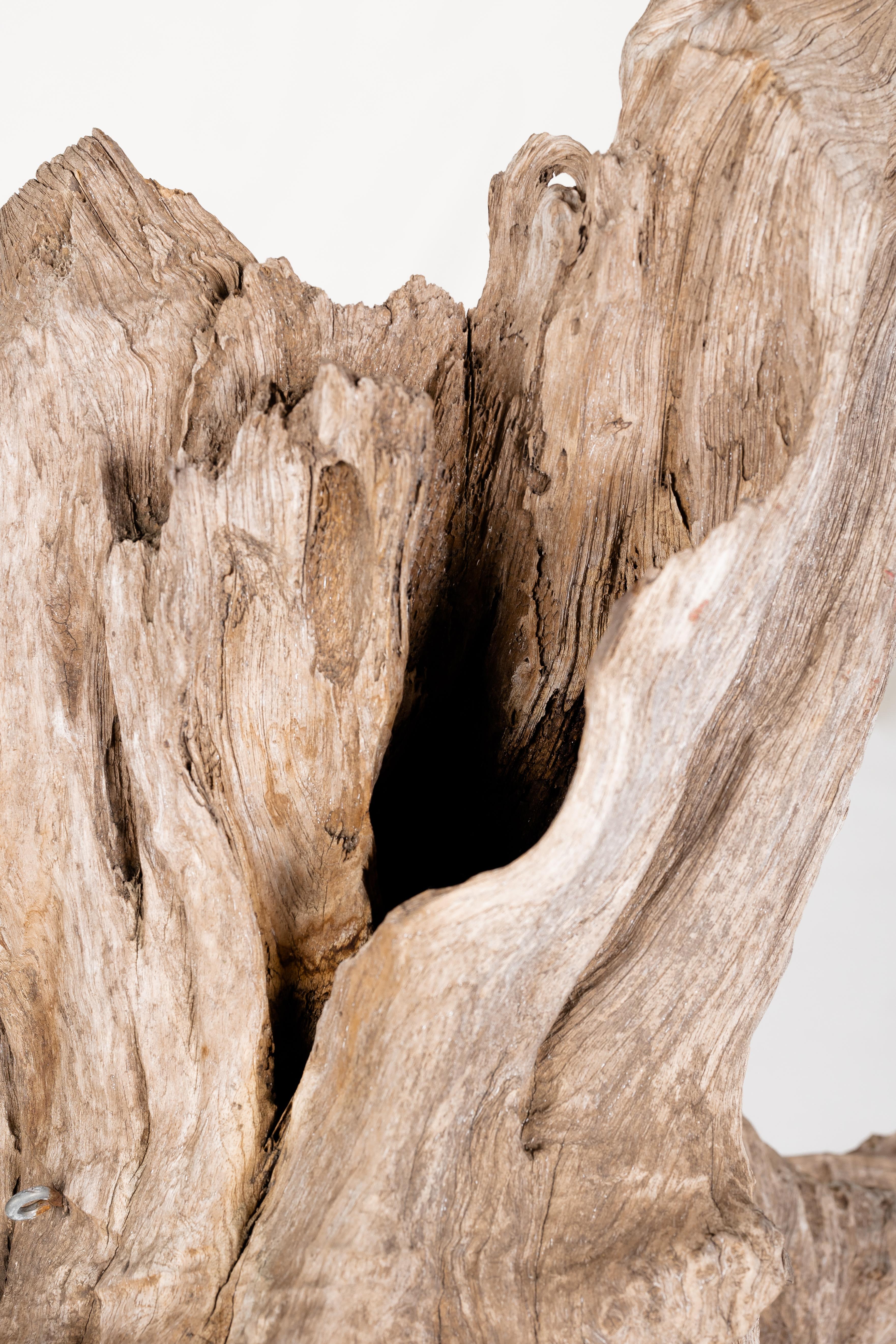 Teak Driftwood Organic Form on Mount For Sale 3