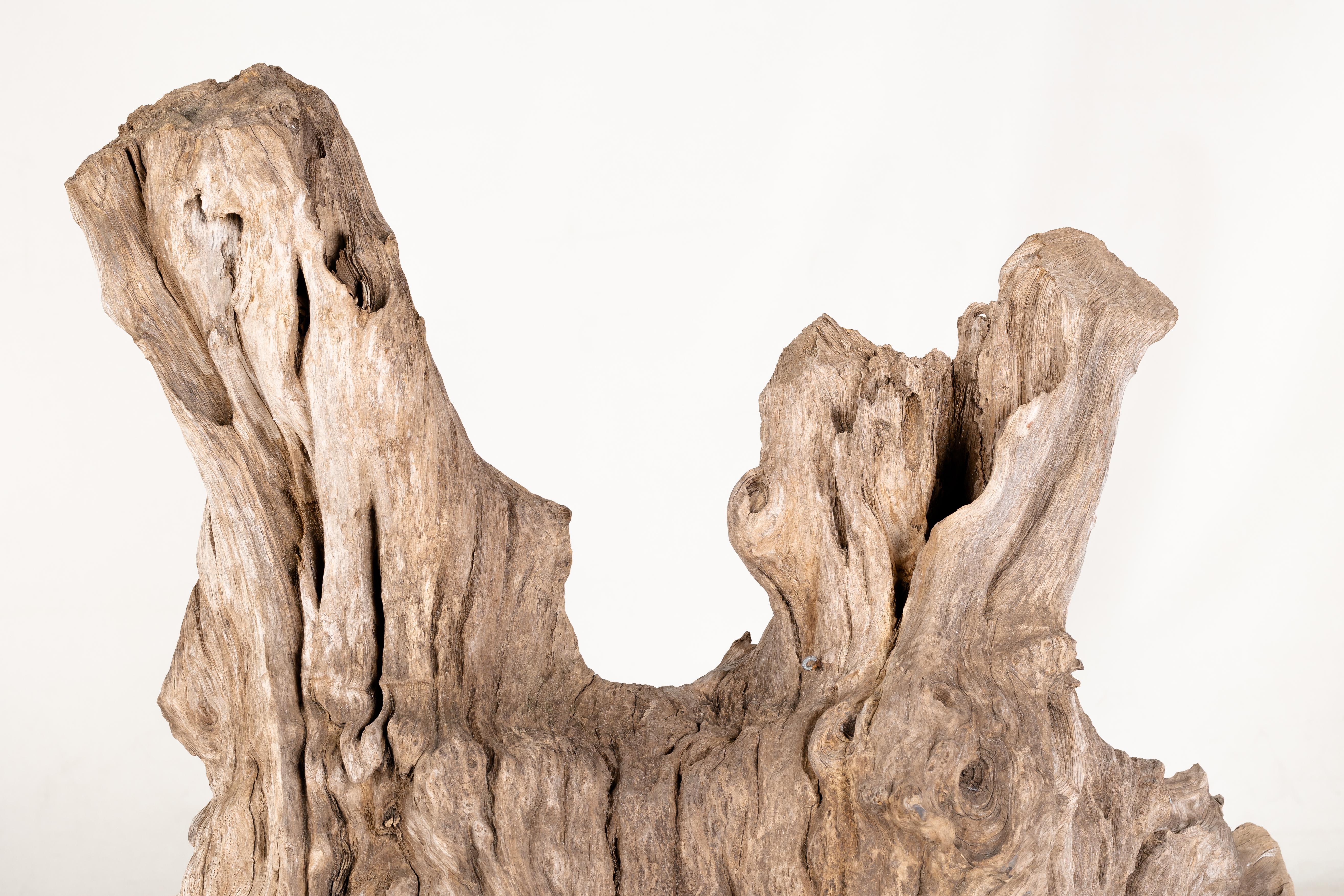 Teak Driftwood Organic Form on Mount For Sale 4