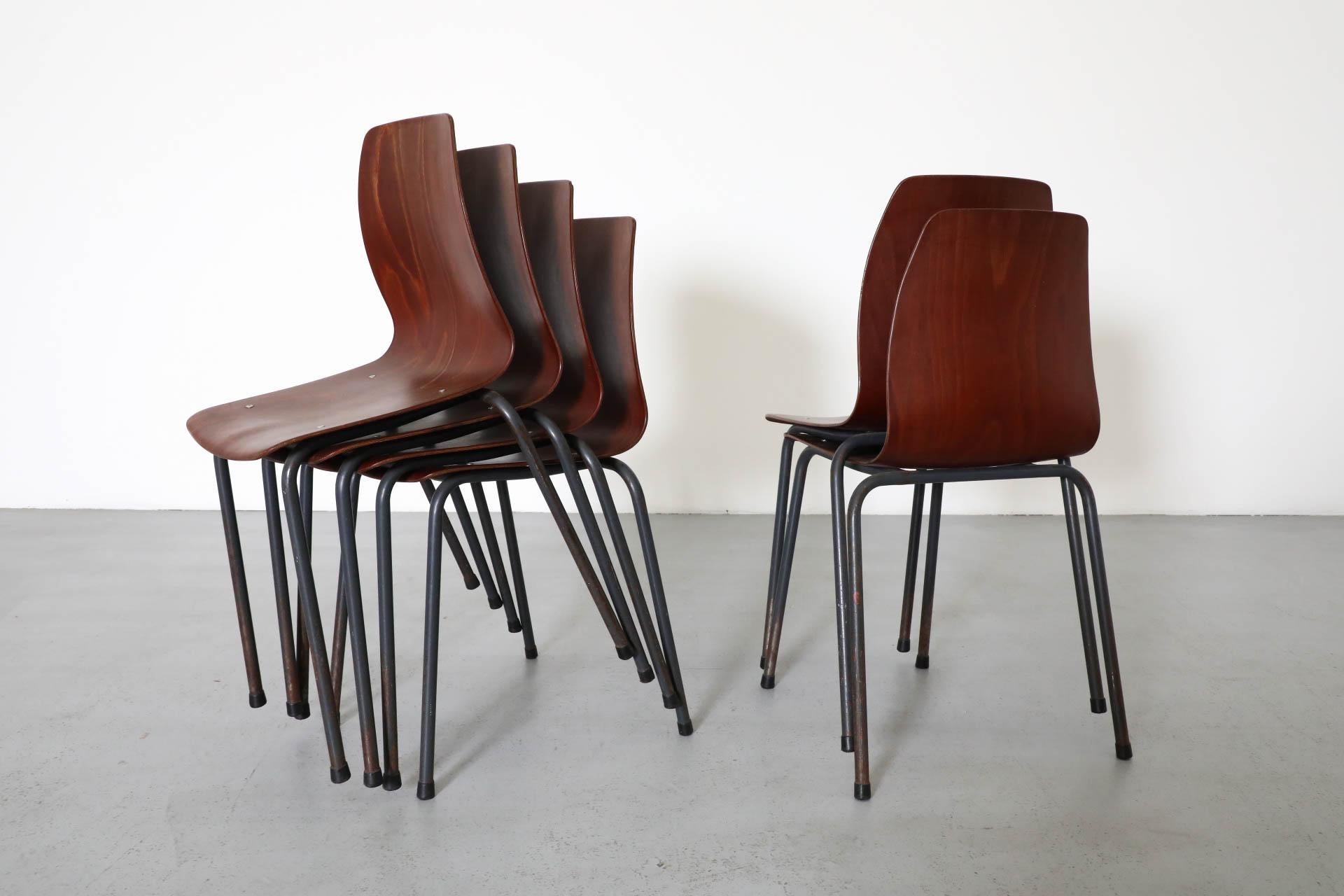 Sedie impilabili in tonalità teak con scocca in compensato curvato e gambe smaltate di grigio in vendita 7