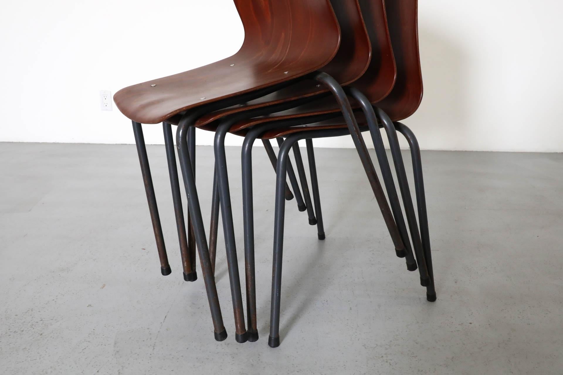 Sedie impilabili in tonalità teak con scocca in compensato curvato e gambe smaltate di grigio in vendita 8