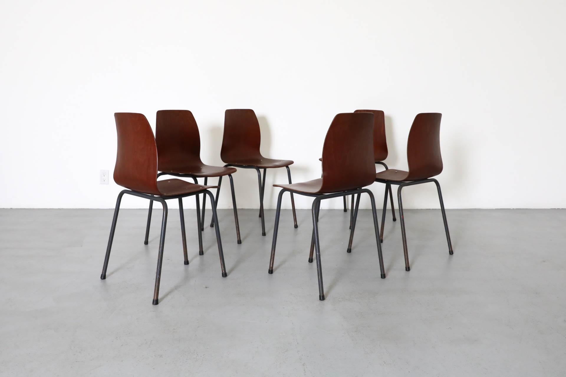 Olandese Sedie impilabili in tonalità teak con scocca in compensato curvato e gambe smaltate di grigio in vendita