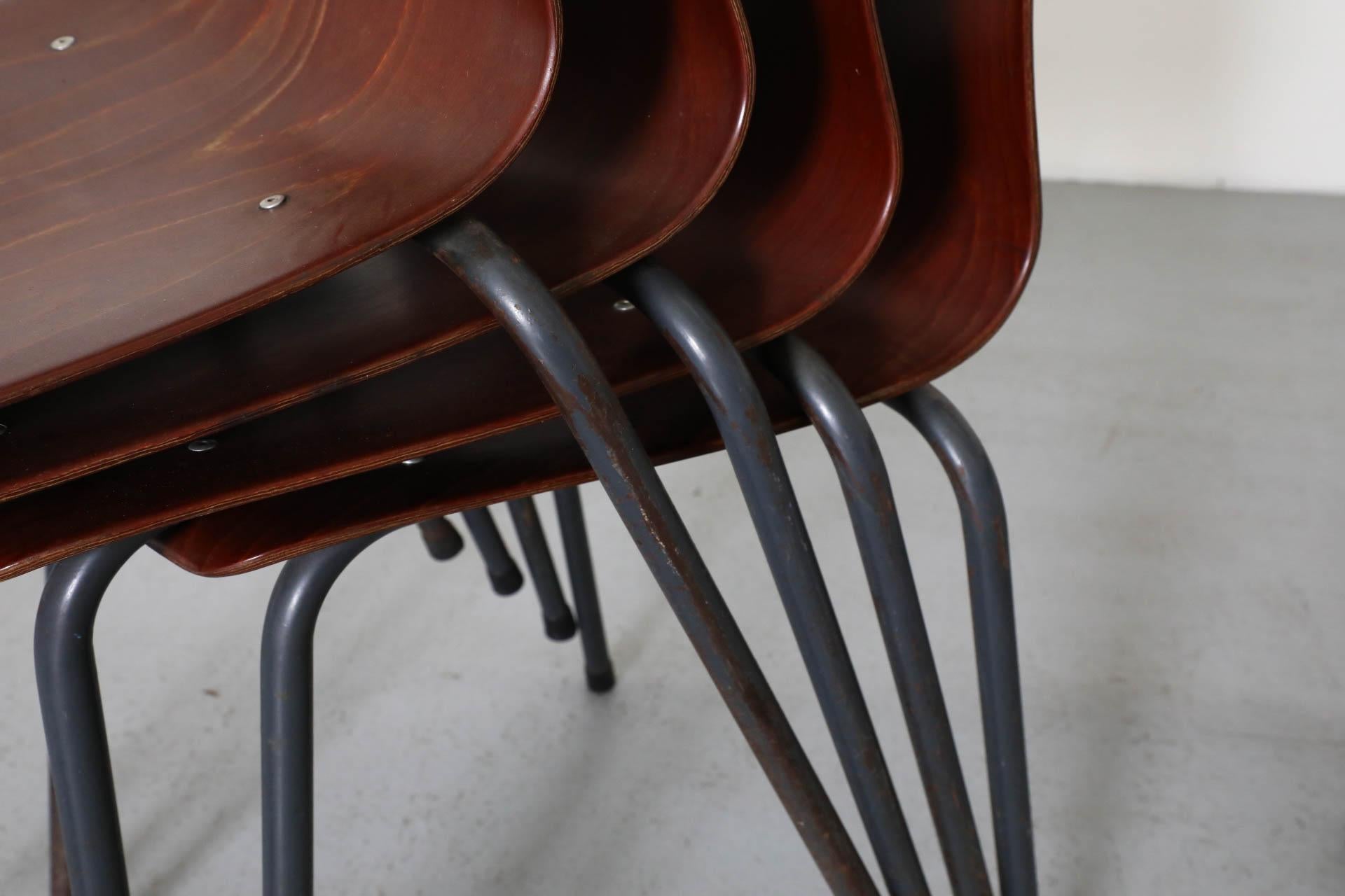 Sedie impilabili in tonalità teak con scocca in compensato curvato e gambe smaltate di grigio in vendita 1