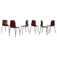 Teak Toned Stacking Chairs with Molded Bent Plywood Shells & Gray Enameled Legs