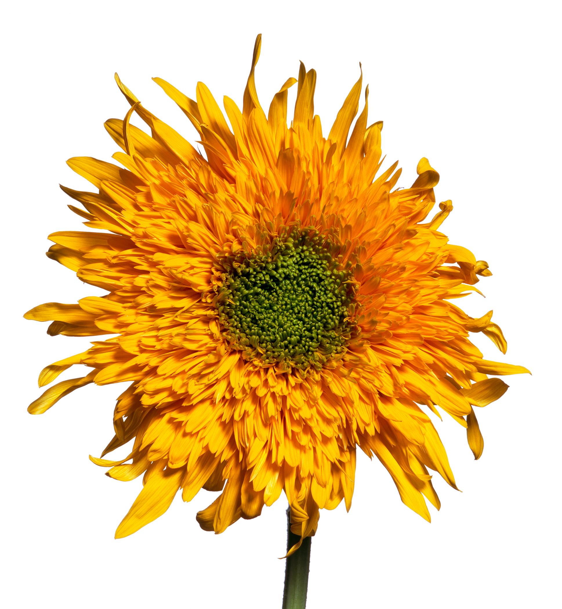 American Teddy Bear Sunflower by Michael Zeppetello For Sale