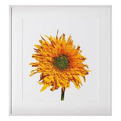« Teddy Bear Sunflower » de Michael Zeppetello