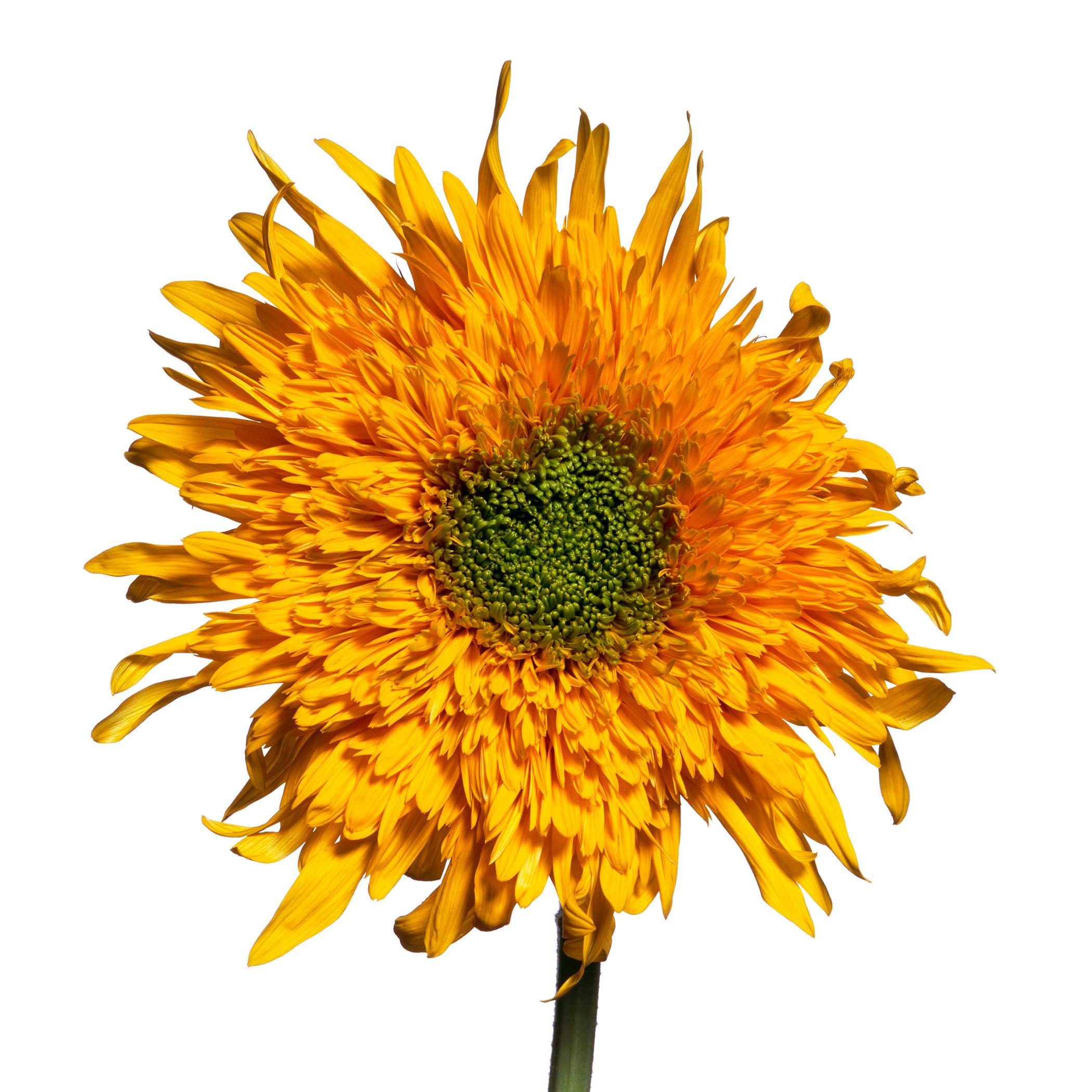 « Teddy Bear Sunflower » de Michael Zeppetello en vente