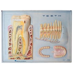 Vintage Teeth Cross Section 3D Diagram