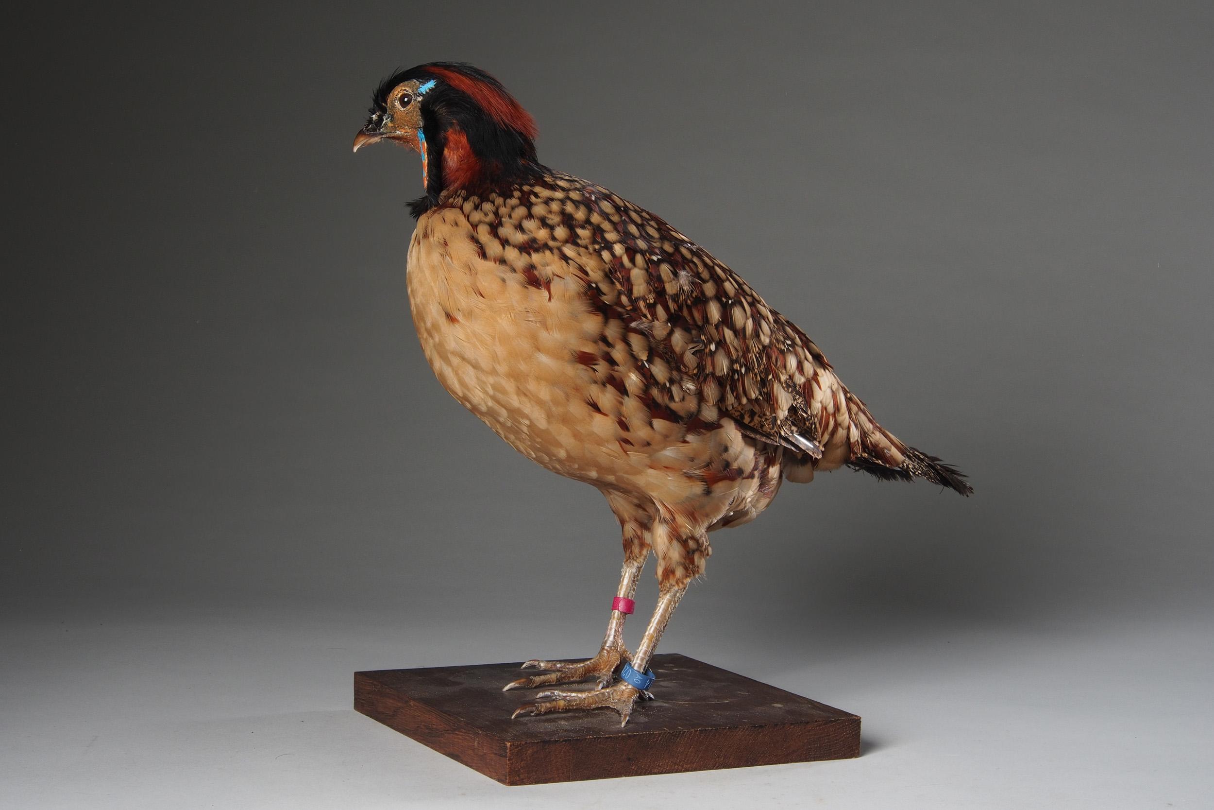 Temminck's Tragopan is a medium-sized pheasant. The male is a stocky red-and-orange bird with white-spotted plumage, black bill and pink legs. It has a bare blue facial skin, inflatable dark-blue lappet and horns. The female is a white-spotted brown