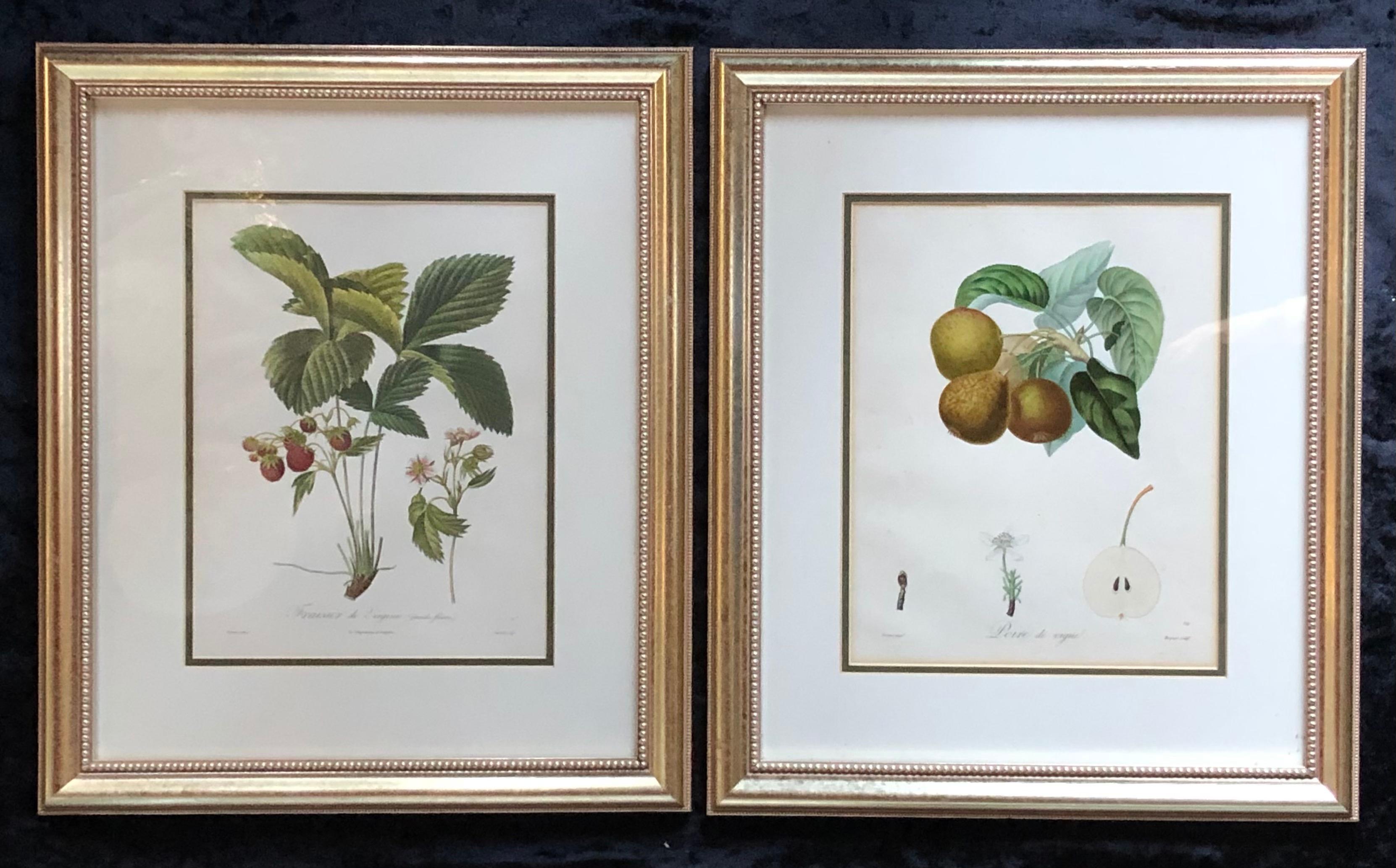 Ten Hand-Colored Color Stipple Engravings from Traite Des Arbres Fruitiers For Sale 4